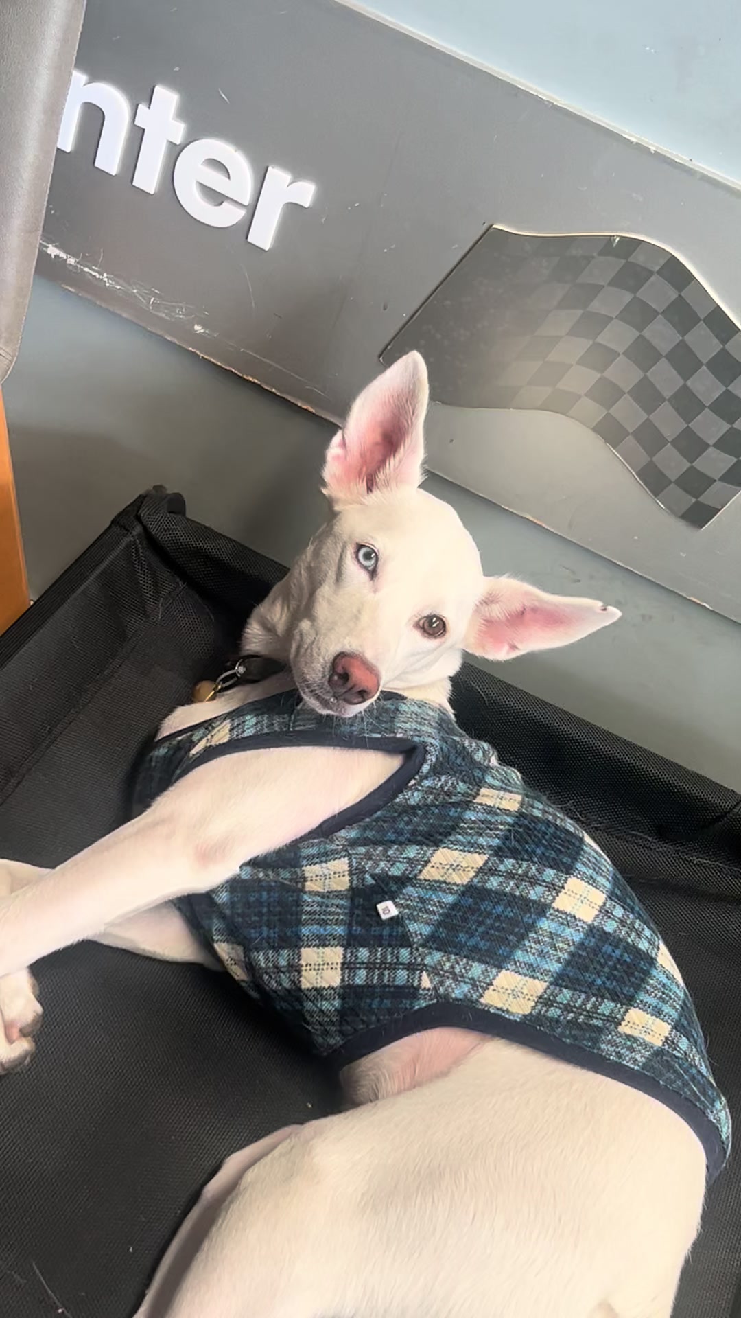 @มะลิตาฟ้าาาาา🐕🐶💫