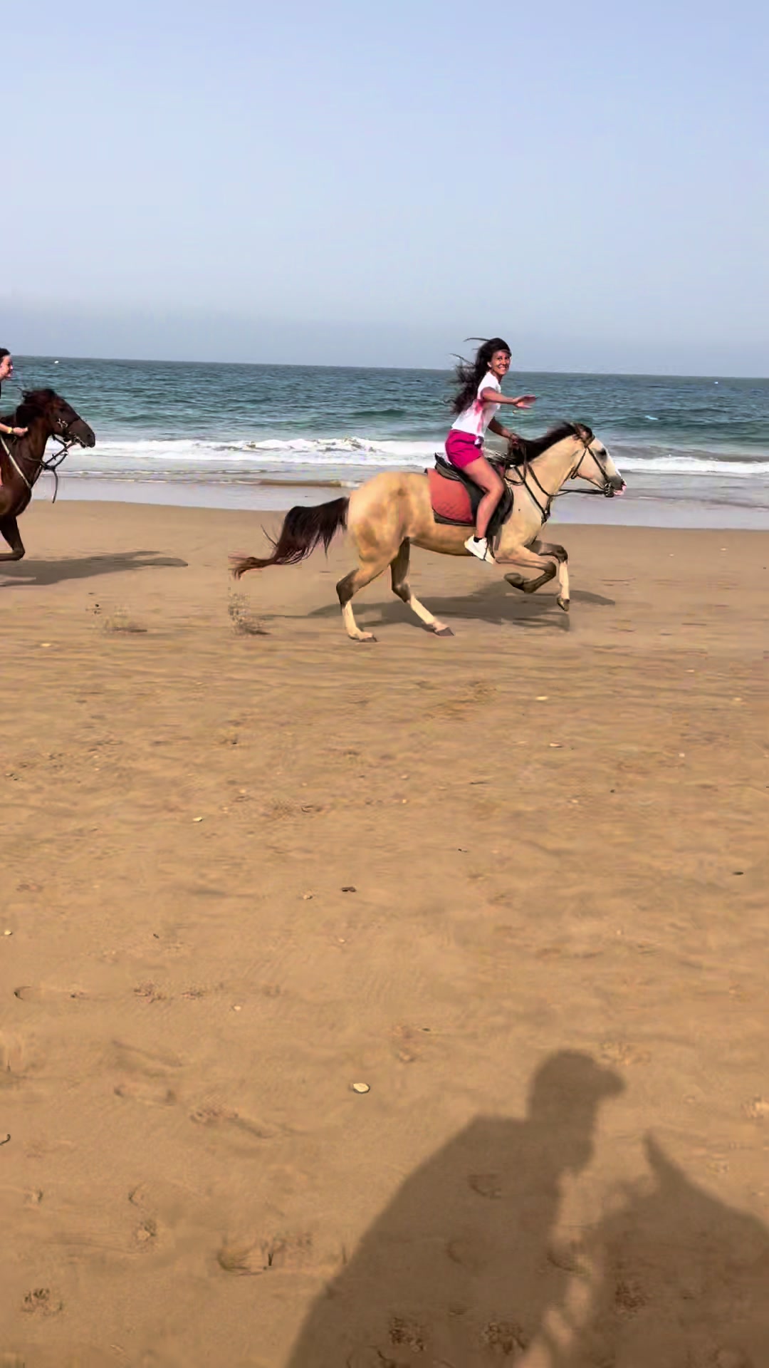 @Cheval_agadir