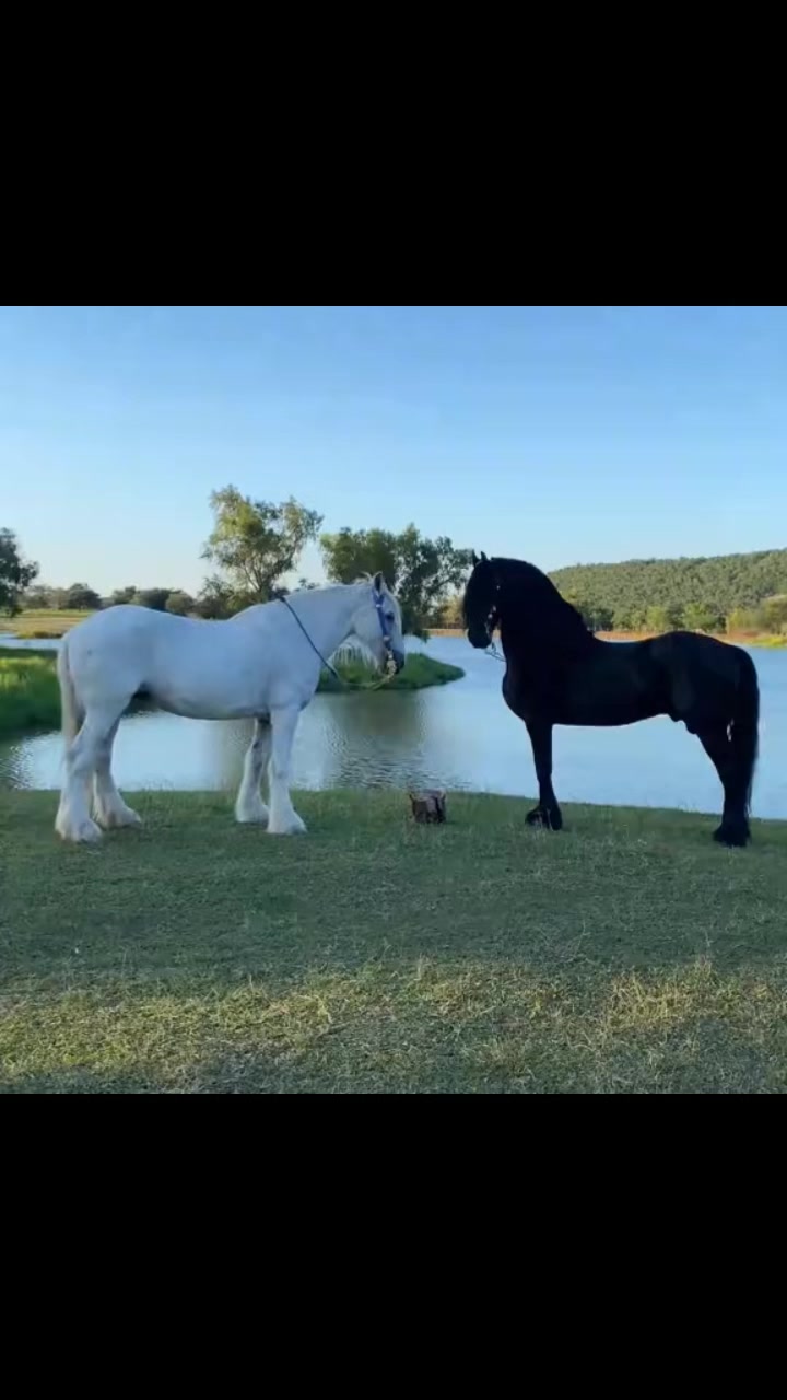 @ganader&iacute;a🐮 y caballo🐴☠️