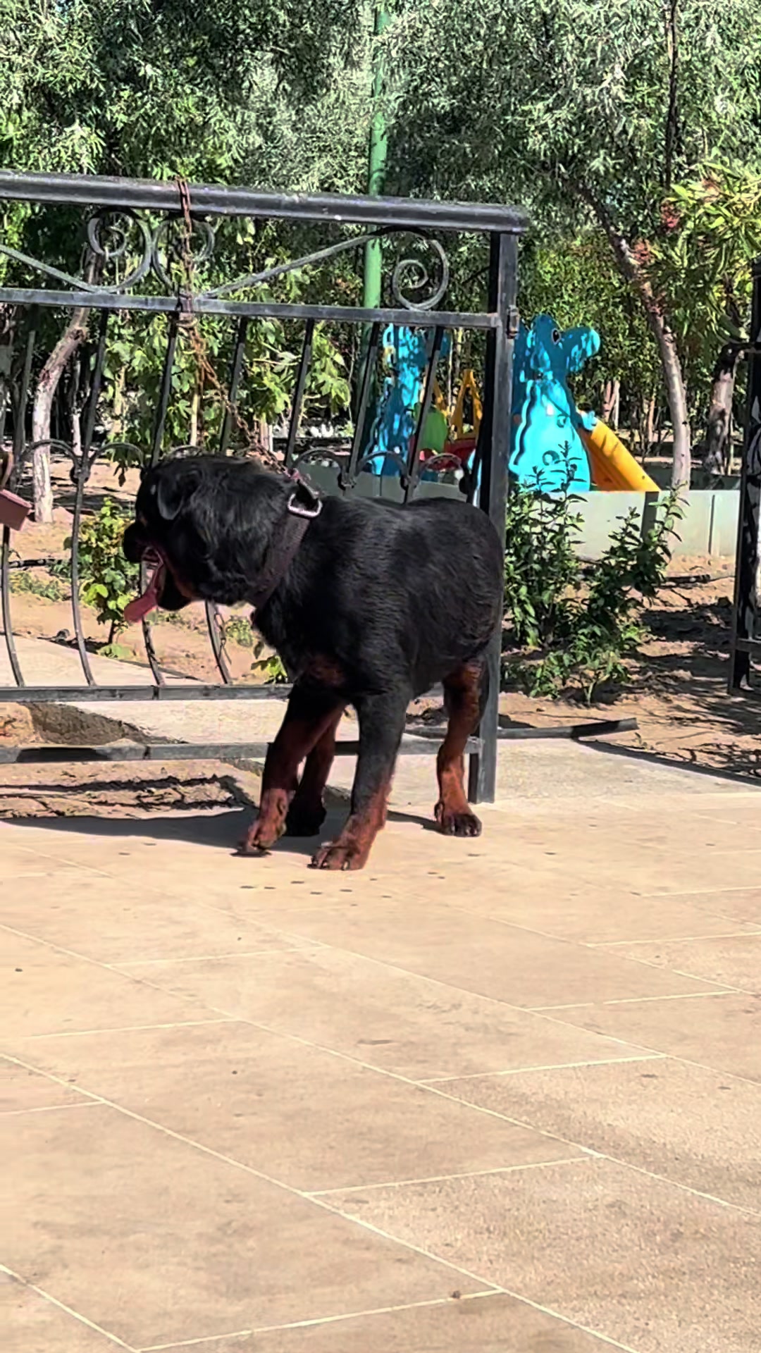 @RottweilerBaku
