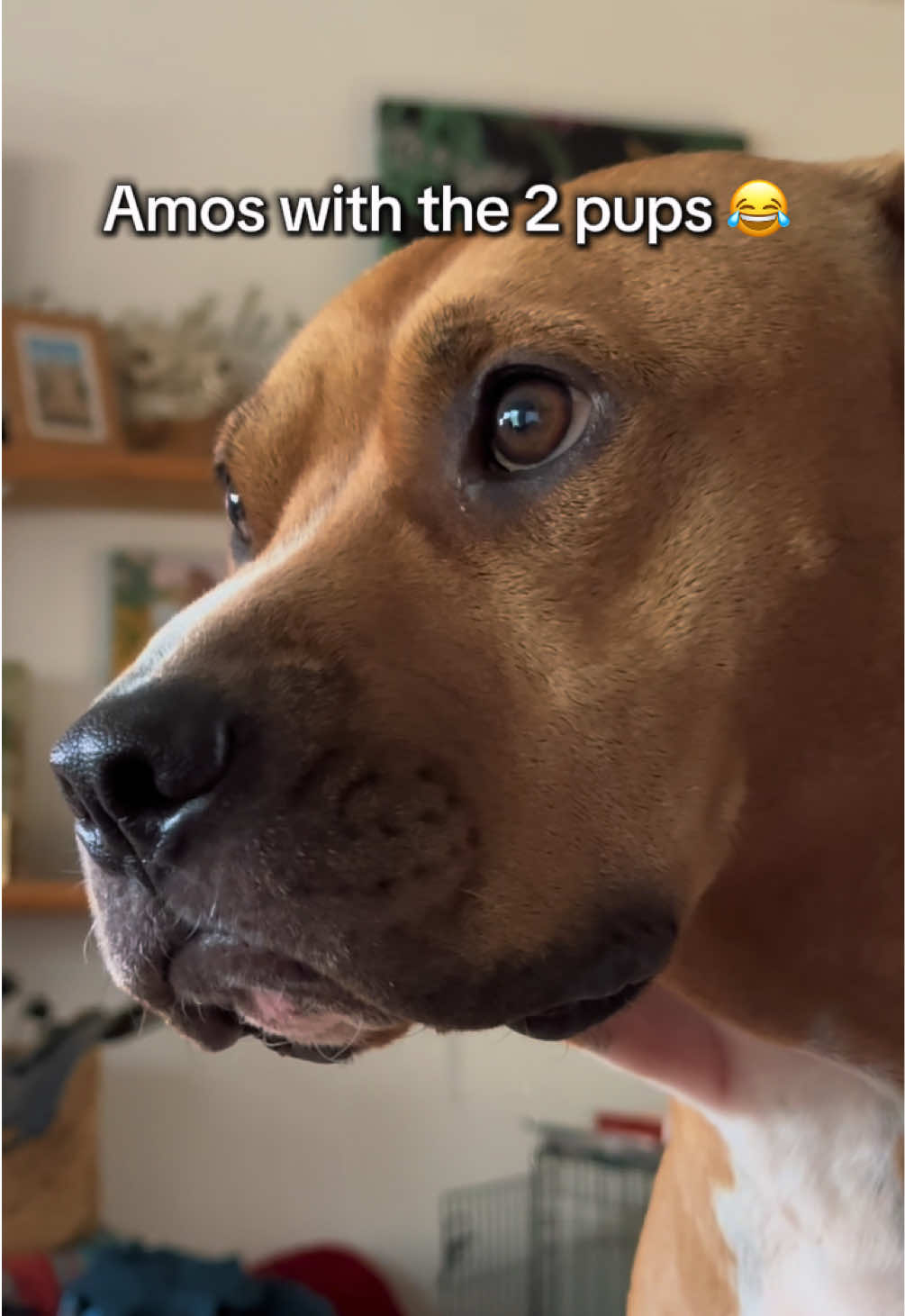 @Jordan & Amos 🐾