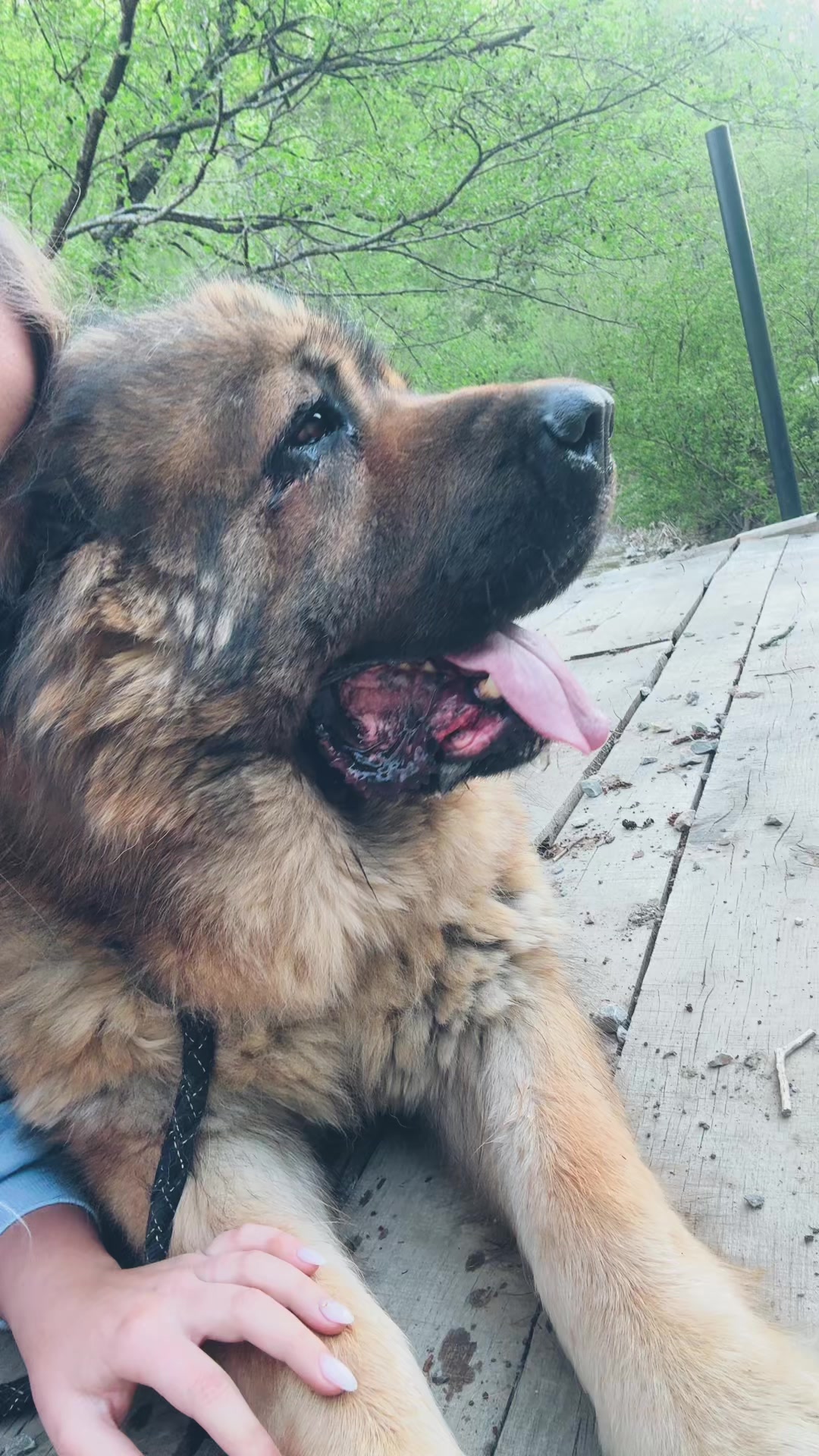 @Caucasian Shepheard Dogs
