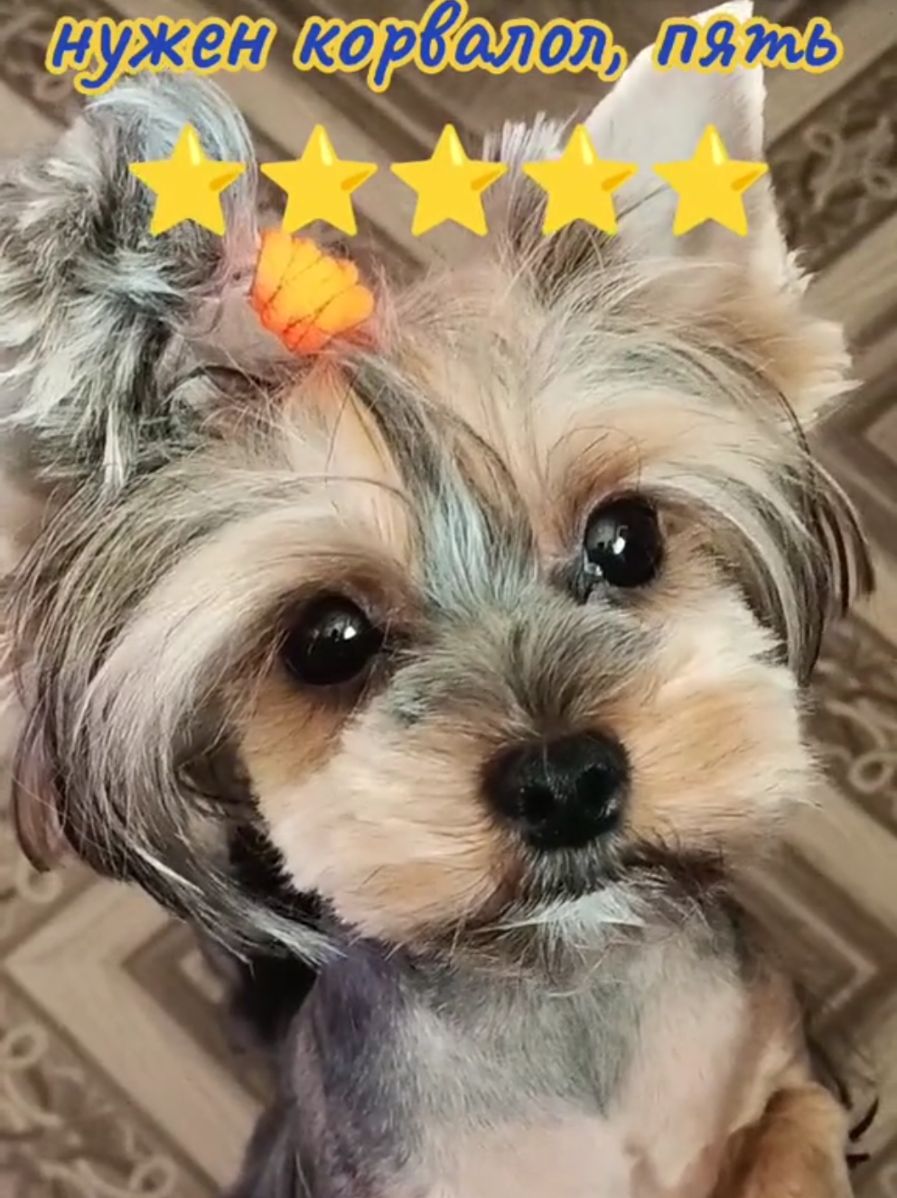 @Соня и Бетти ❤️