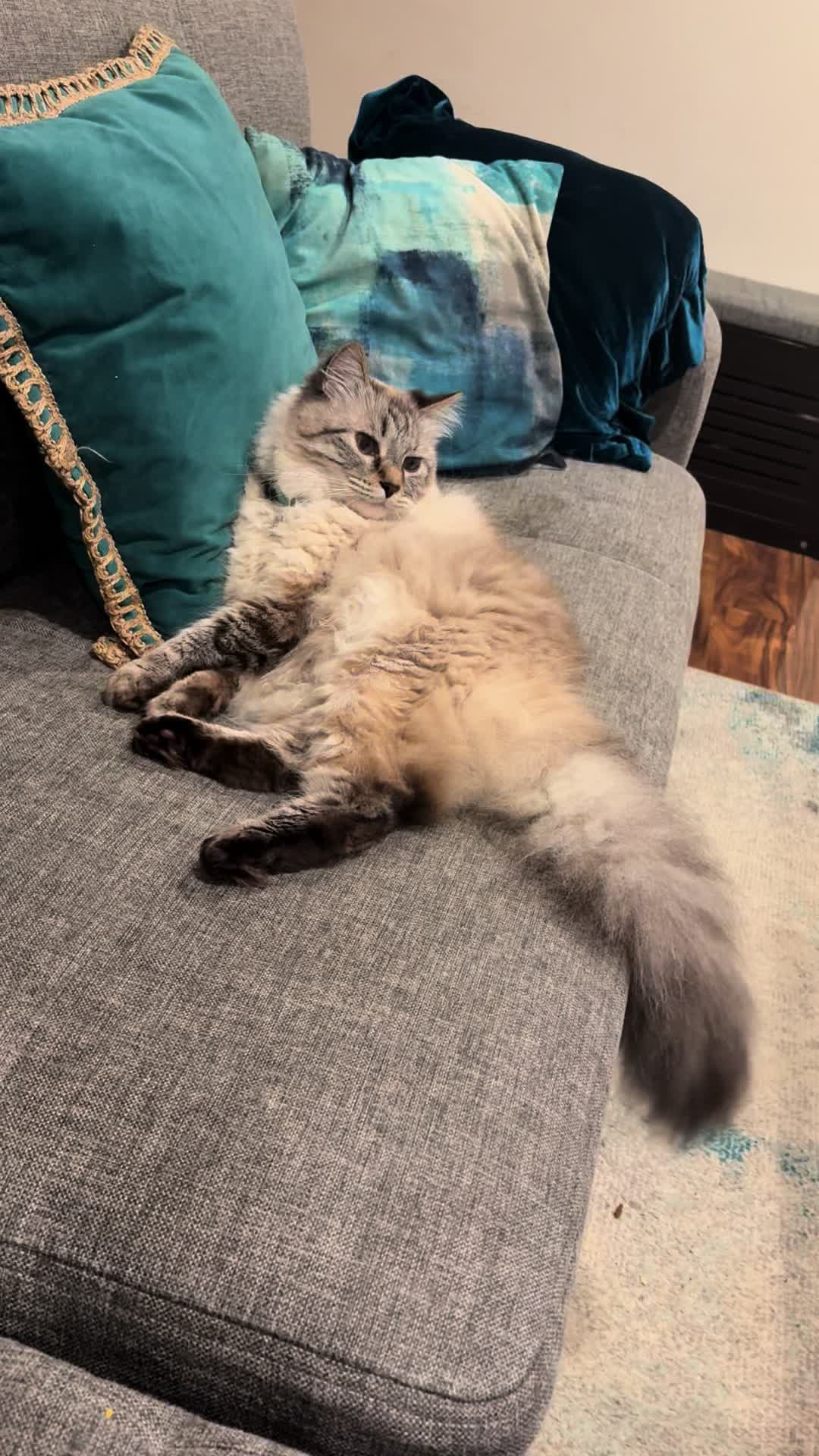 @Brock Meowsnar