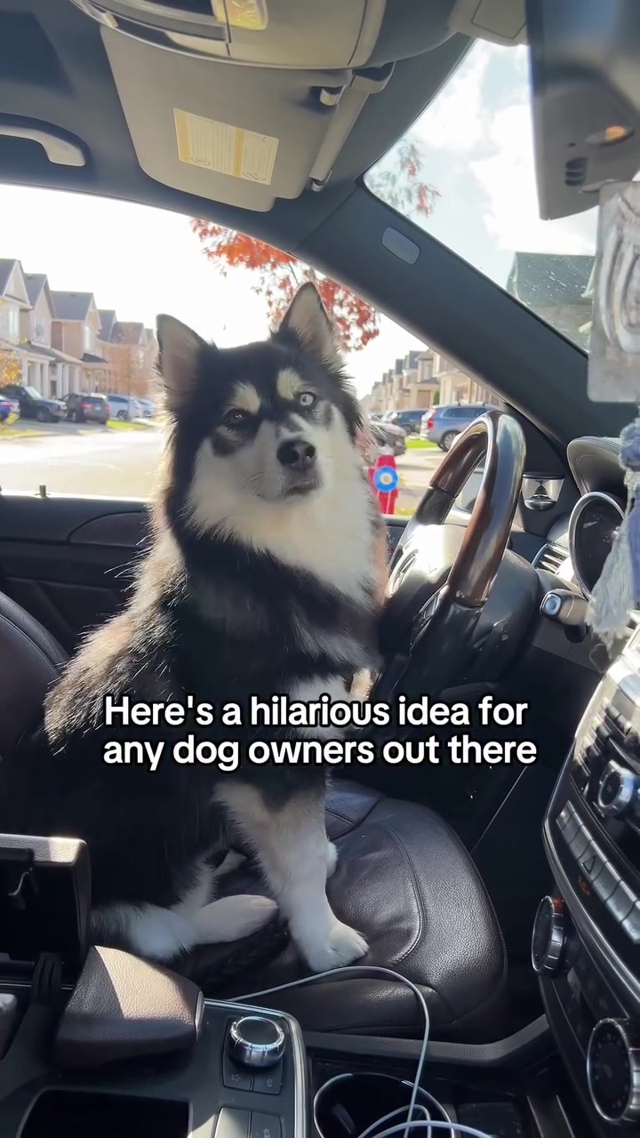@Zeus the Pomsky🐾