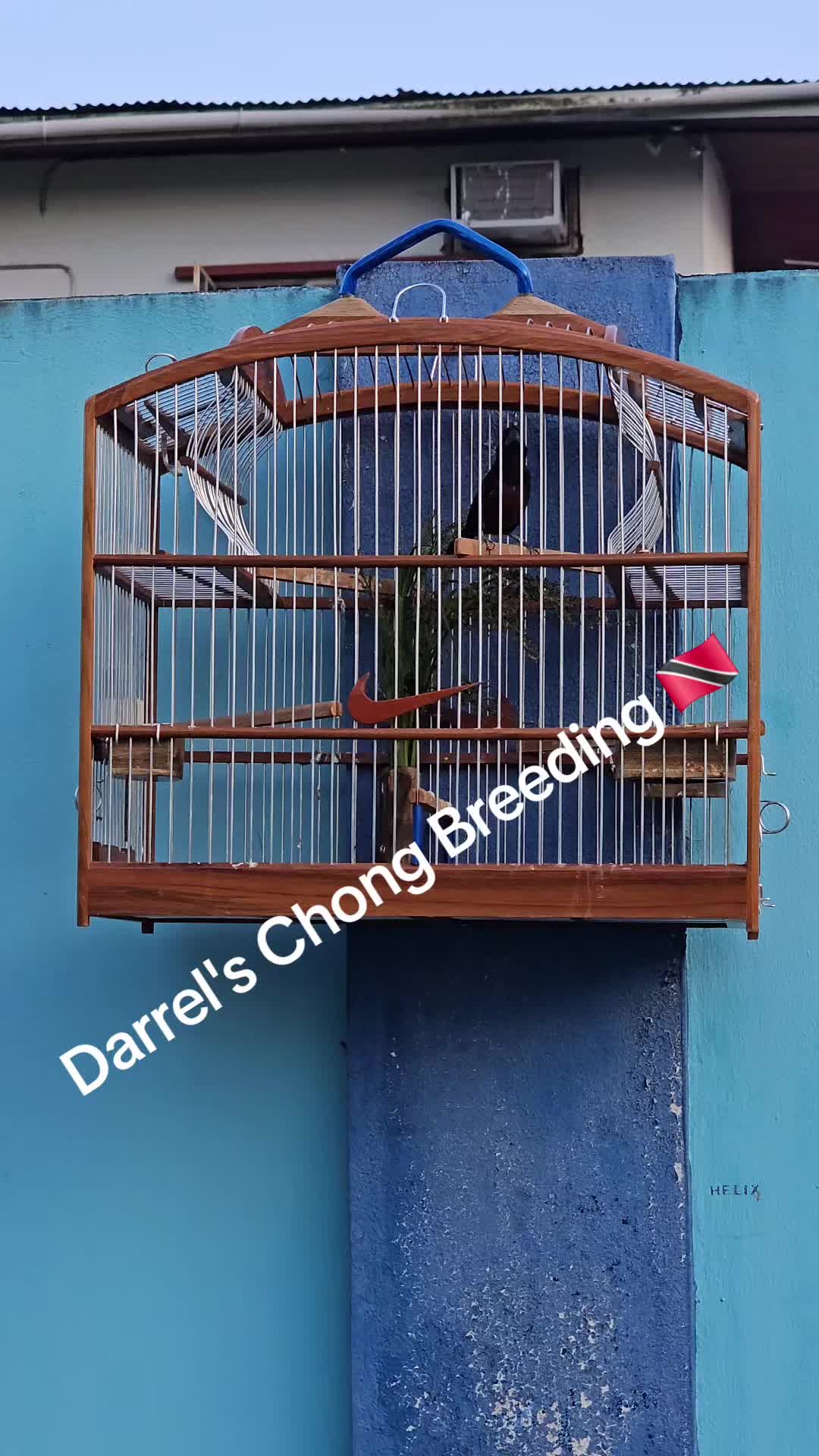 @Master D 100