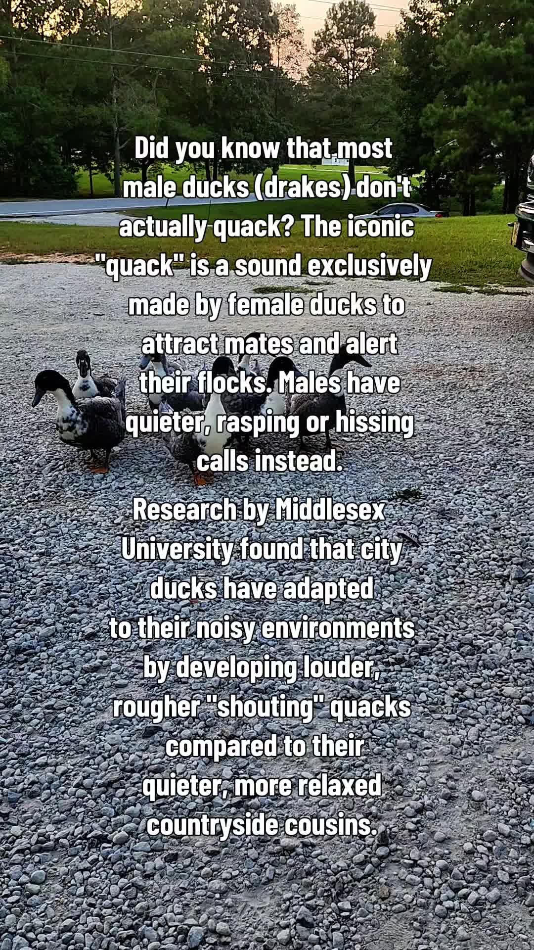 @Skeletonsonbeaverpond❌️🦆☠️
