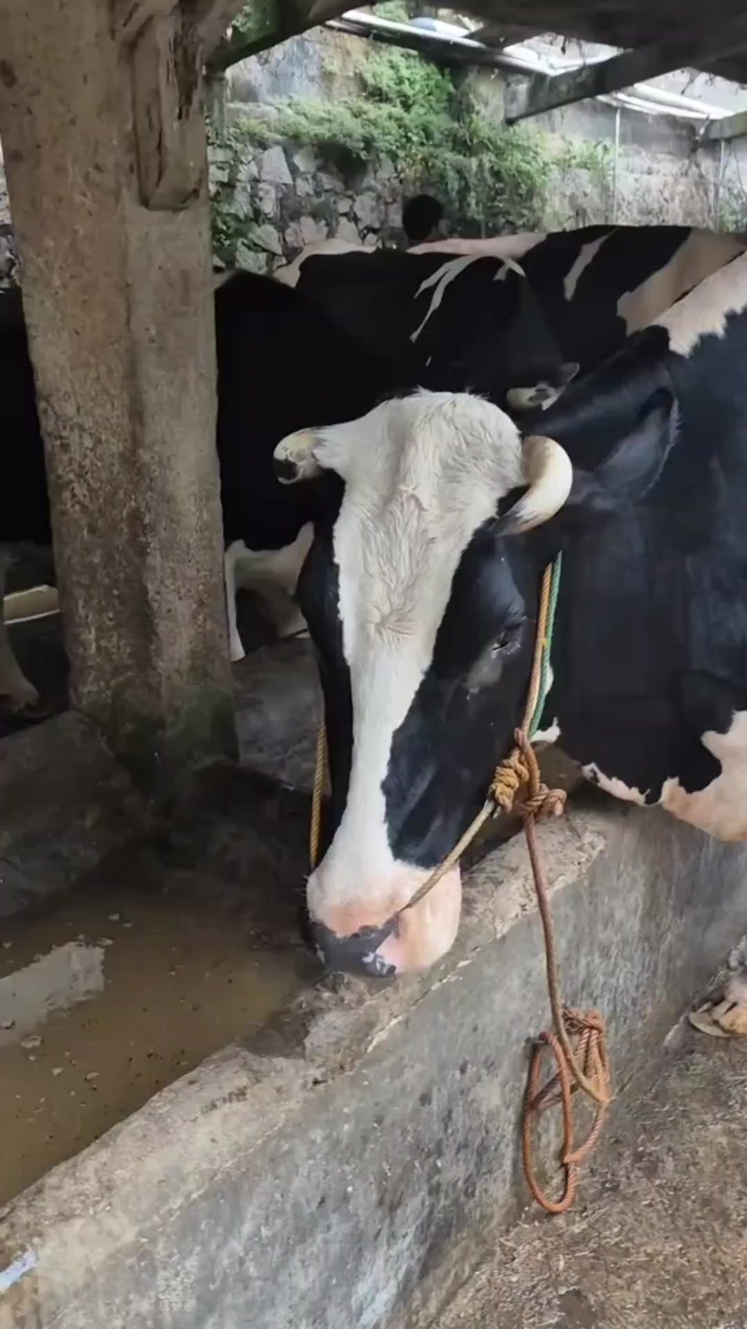 @ADAM MILK FARM
