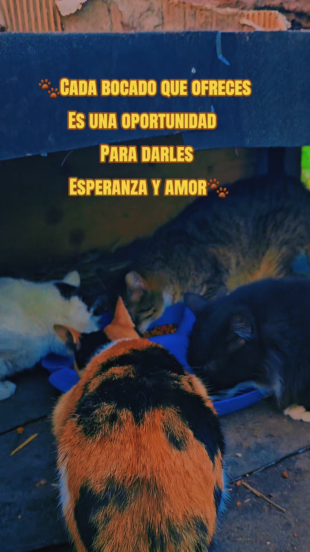 @🇲🇽Guli.Carrada 🐈&zwj;⬛