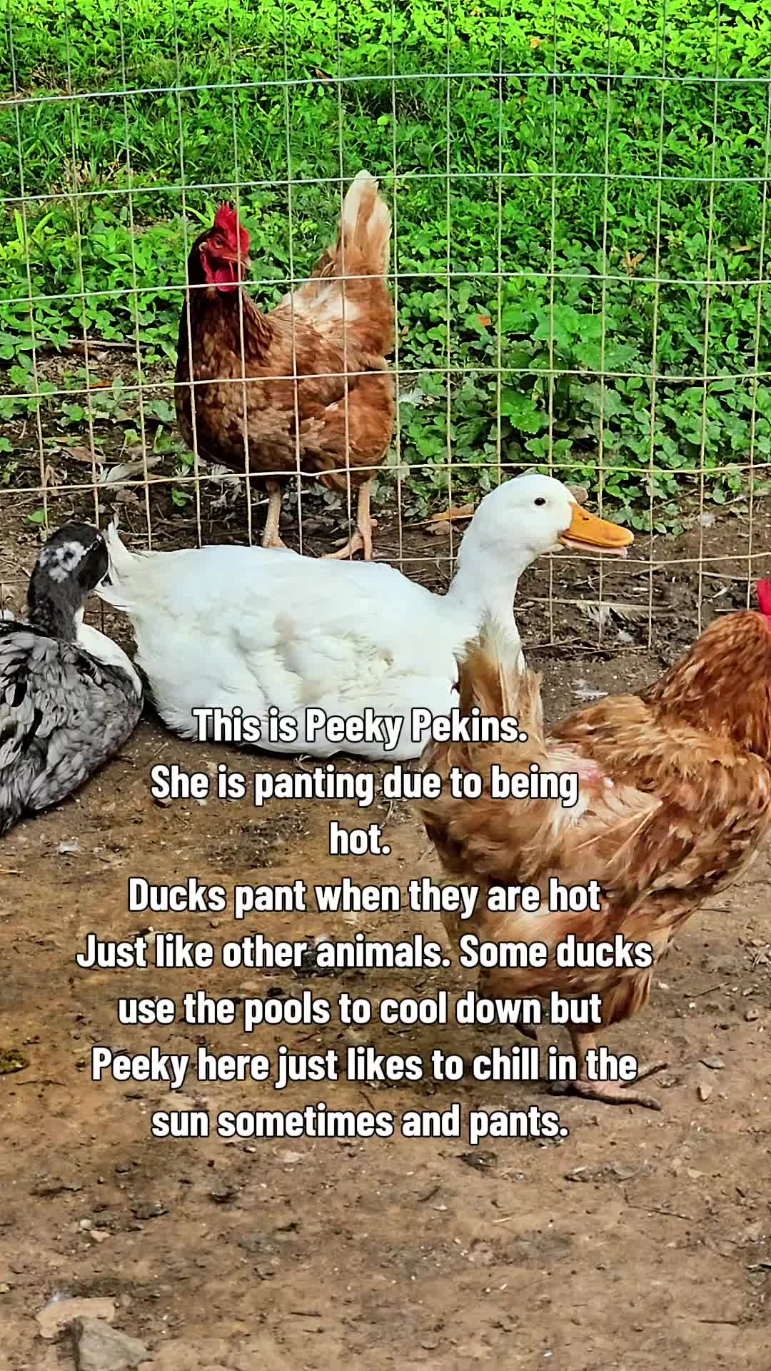 @Skeletonsonbeaverpond❌️🦆☠️