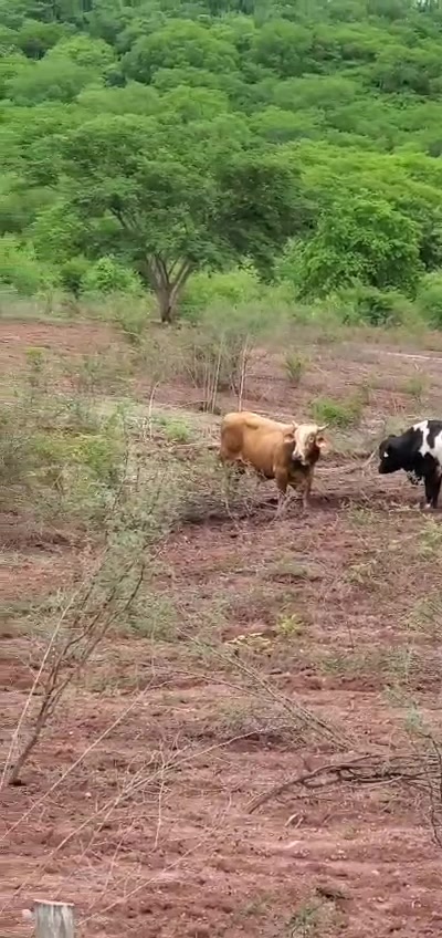 @Que bonito es lo 🐺 bonito🤠