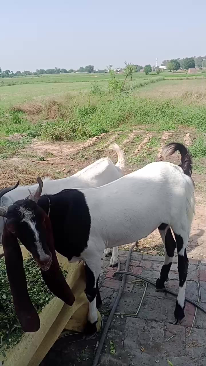 @Zahidjutt