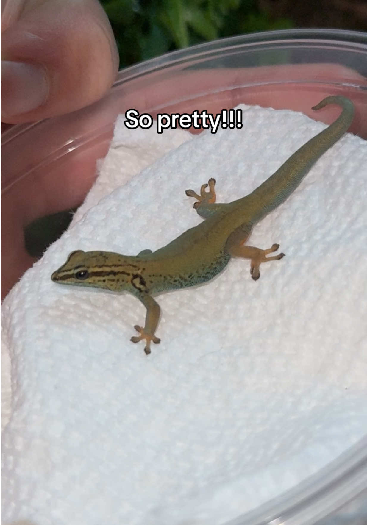 @Rhetts Exotic Pets