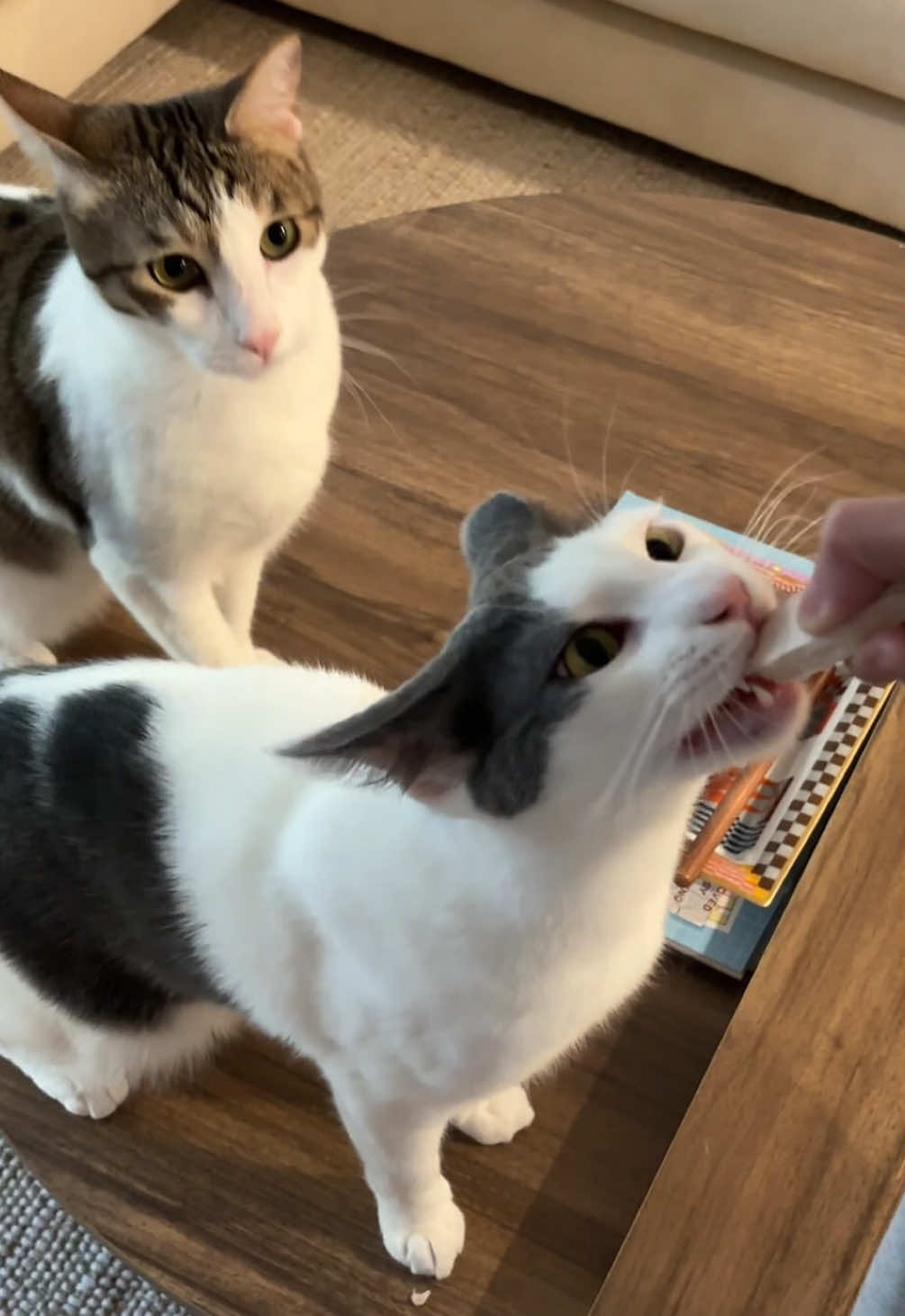 @Mimi Wawa Meow