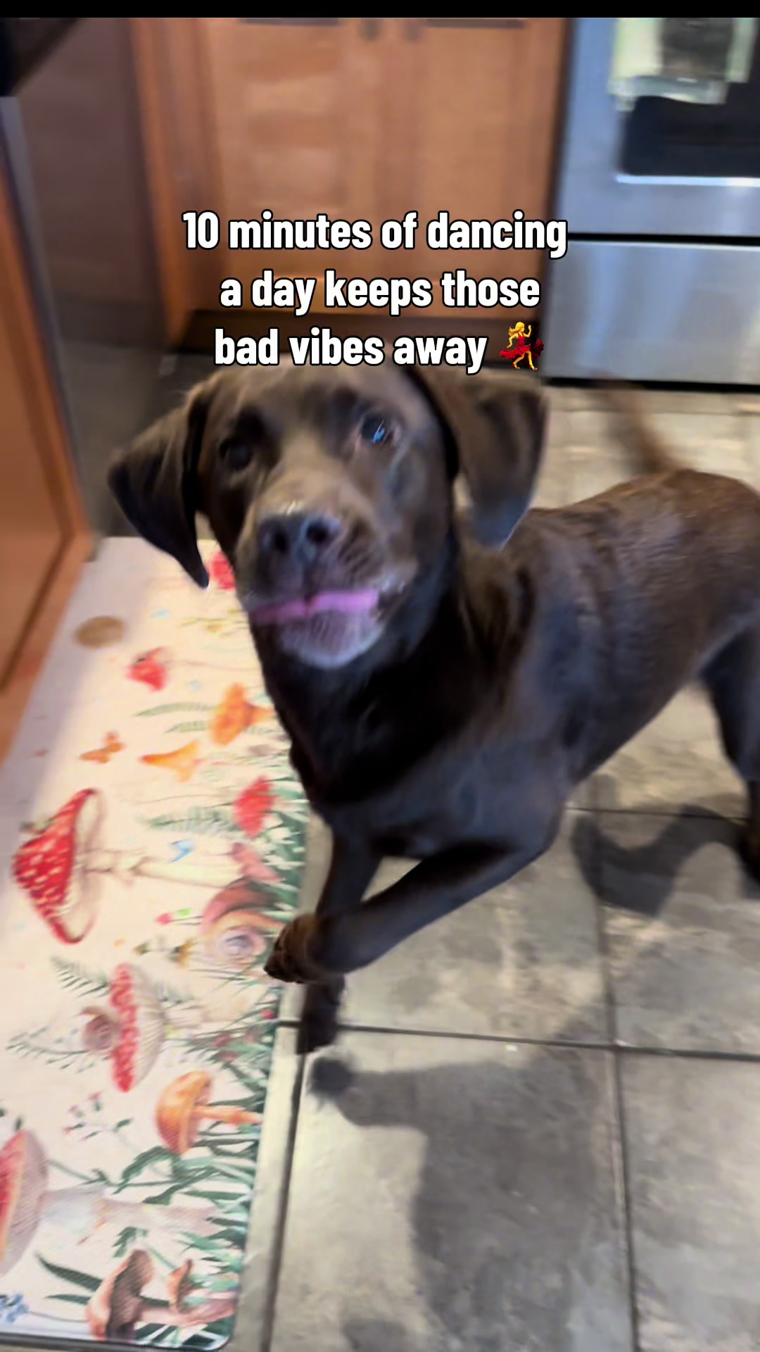 @AmandaT_CoolDog_Trainer 🫵🐶🆒