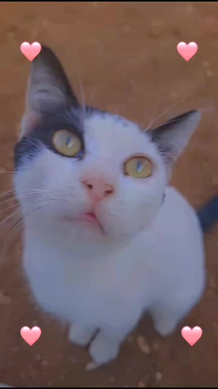 @cutequeen123