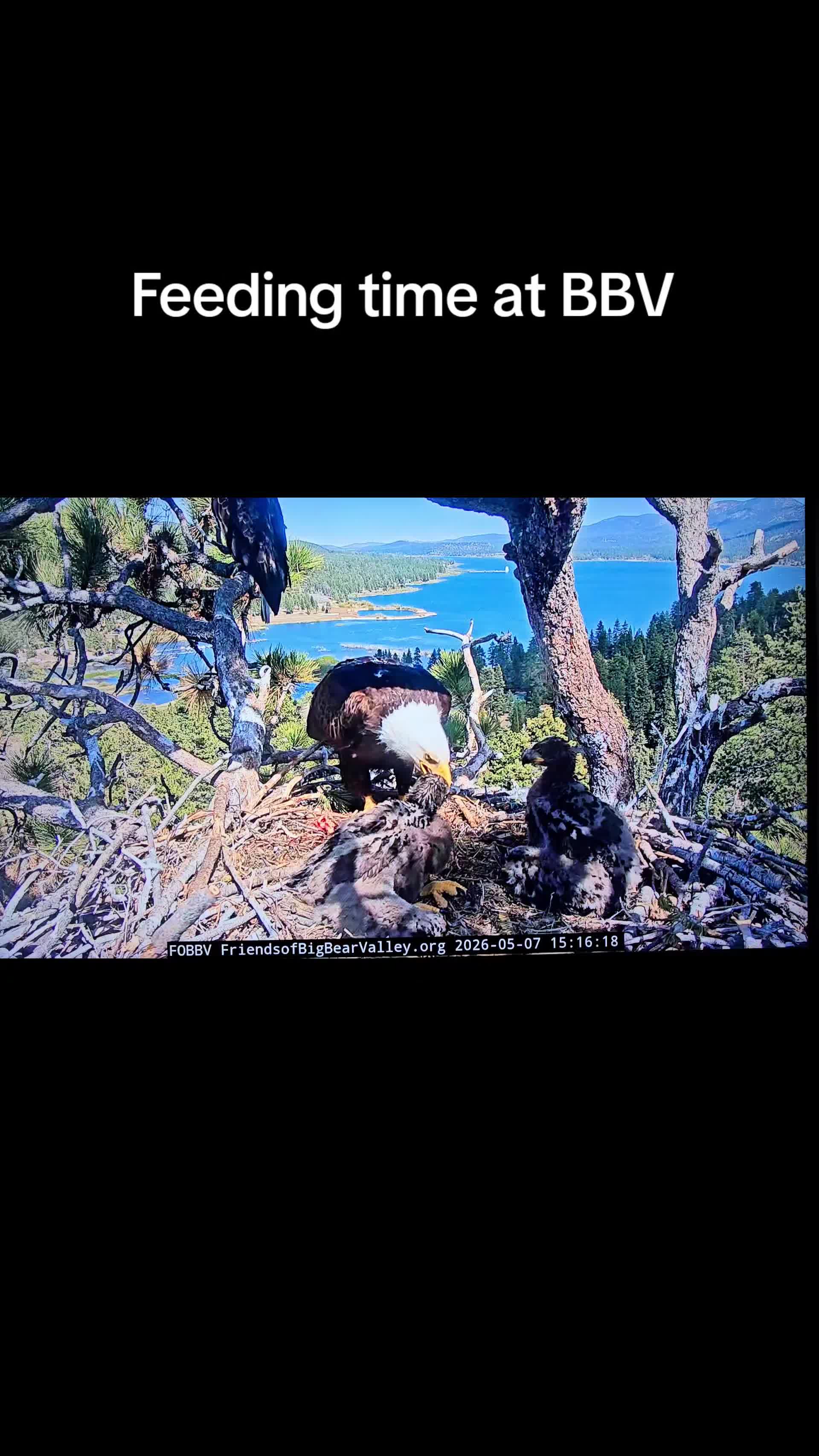 @llovelylenore🦅🦅🦅🦅