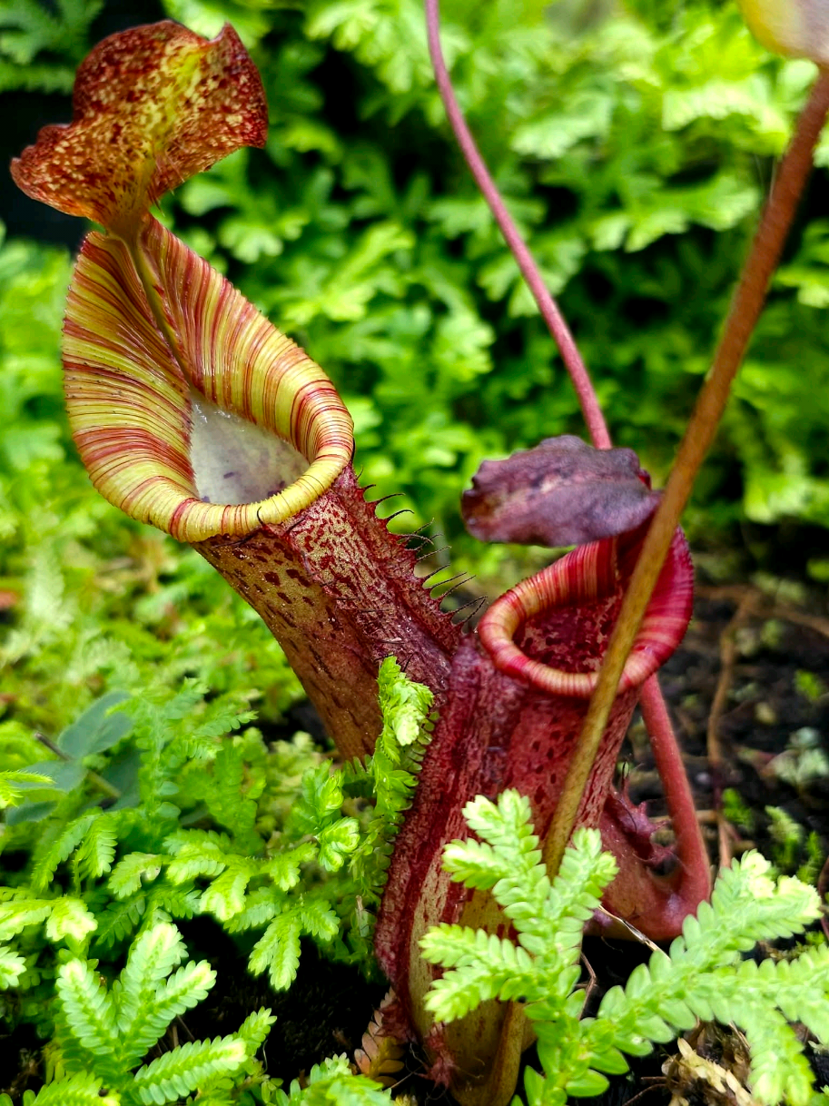 @GSp.Rayong Nepenthes