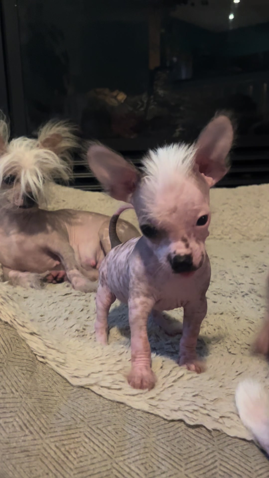 @Chinese Crested Cuties