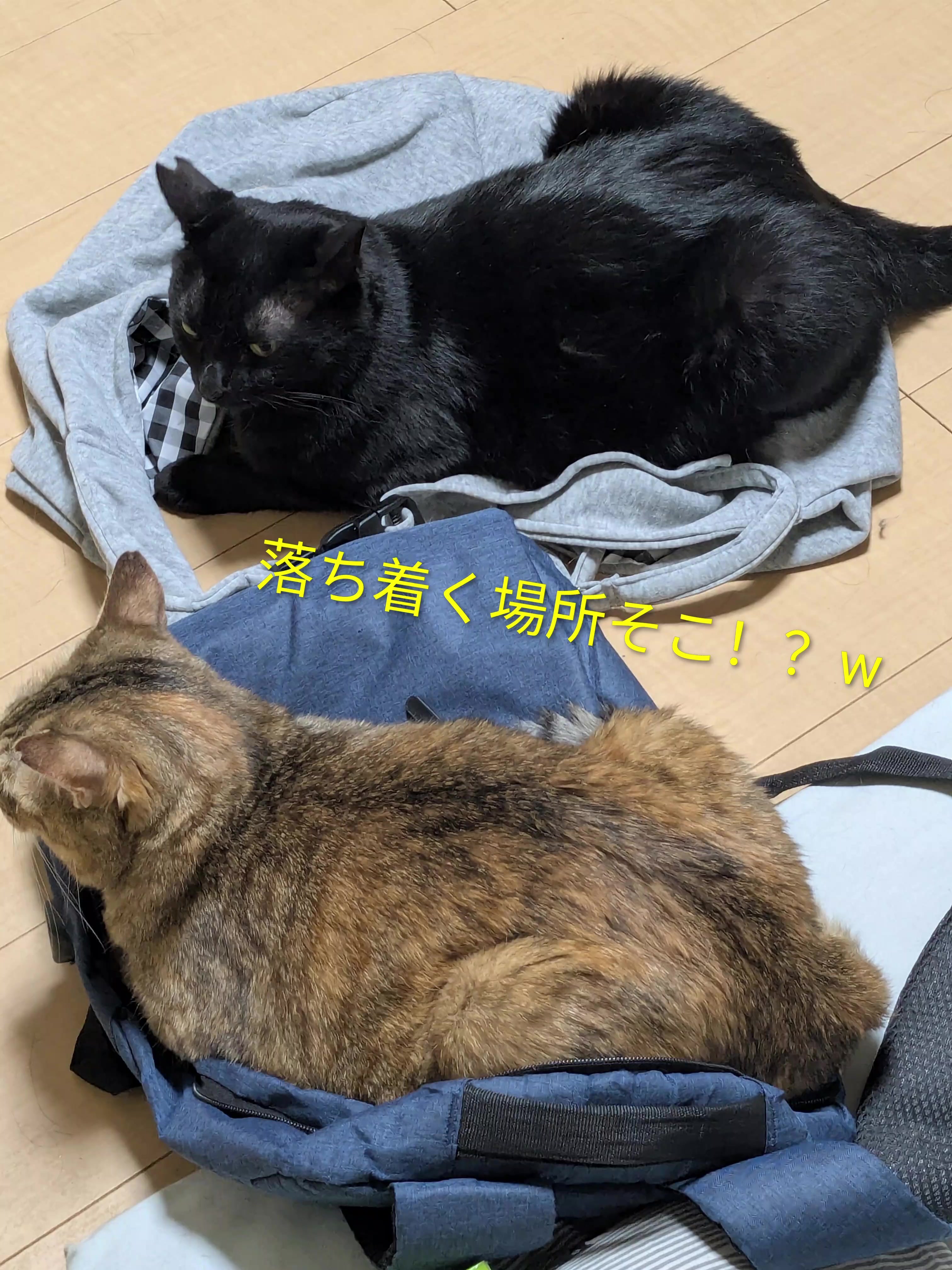 @キュキュ