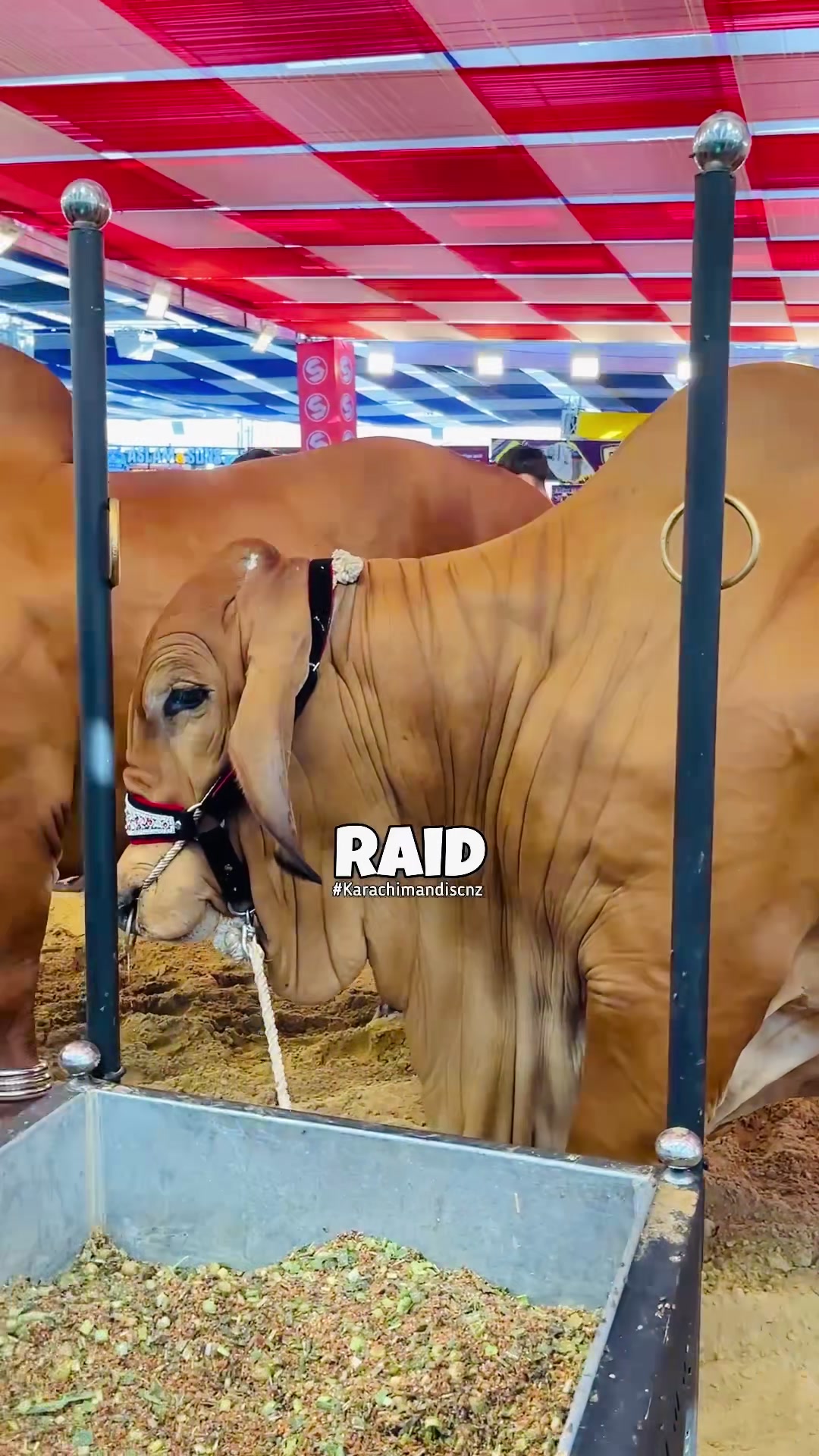 @Raid by Karachi Mandi Scnz