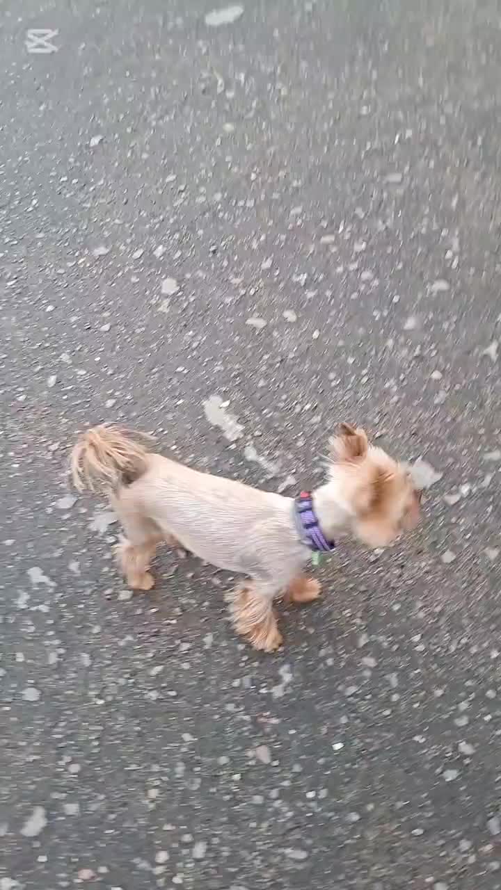 @🐉Дракоша Тоша🐕