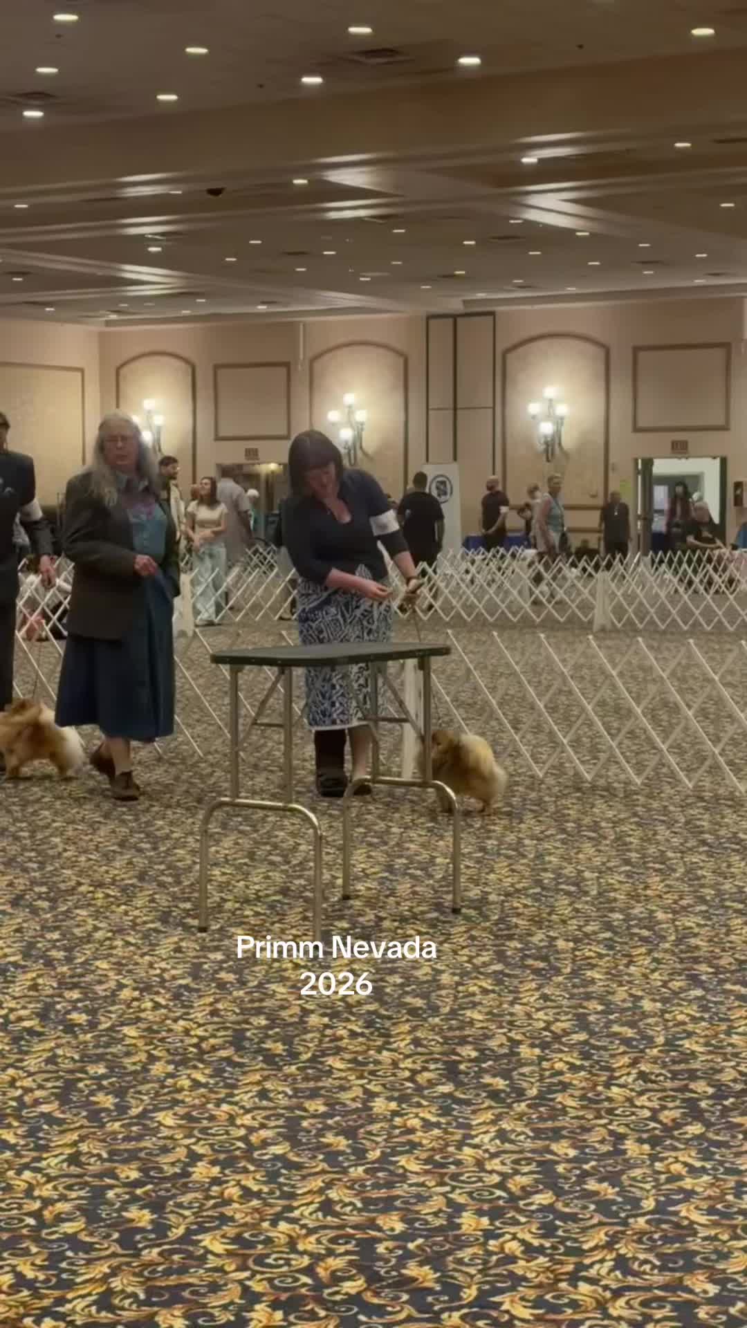 @Life of MESHKA the Pomeranian