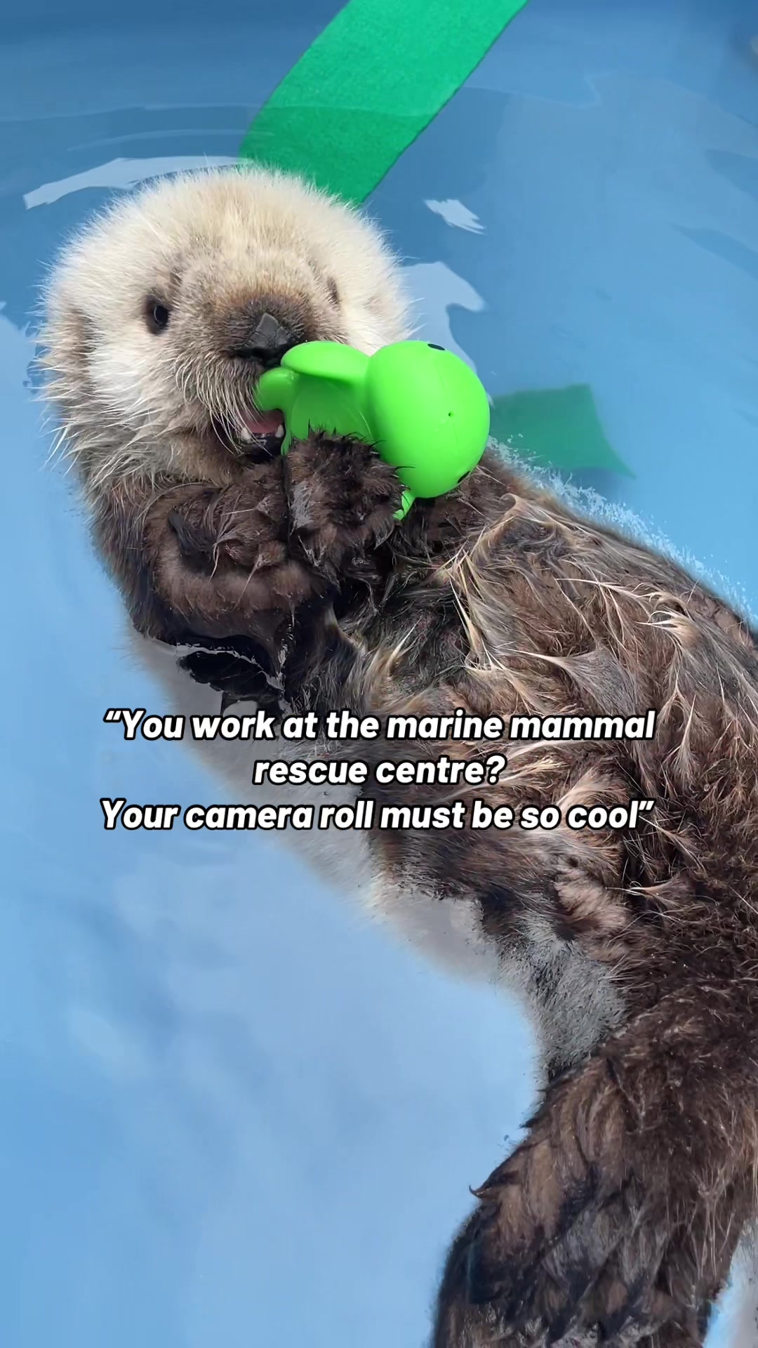 @Marine Mammal Rescue Society