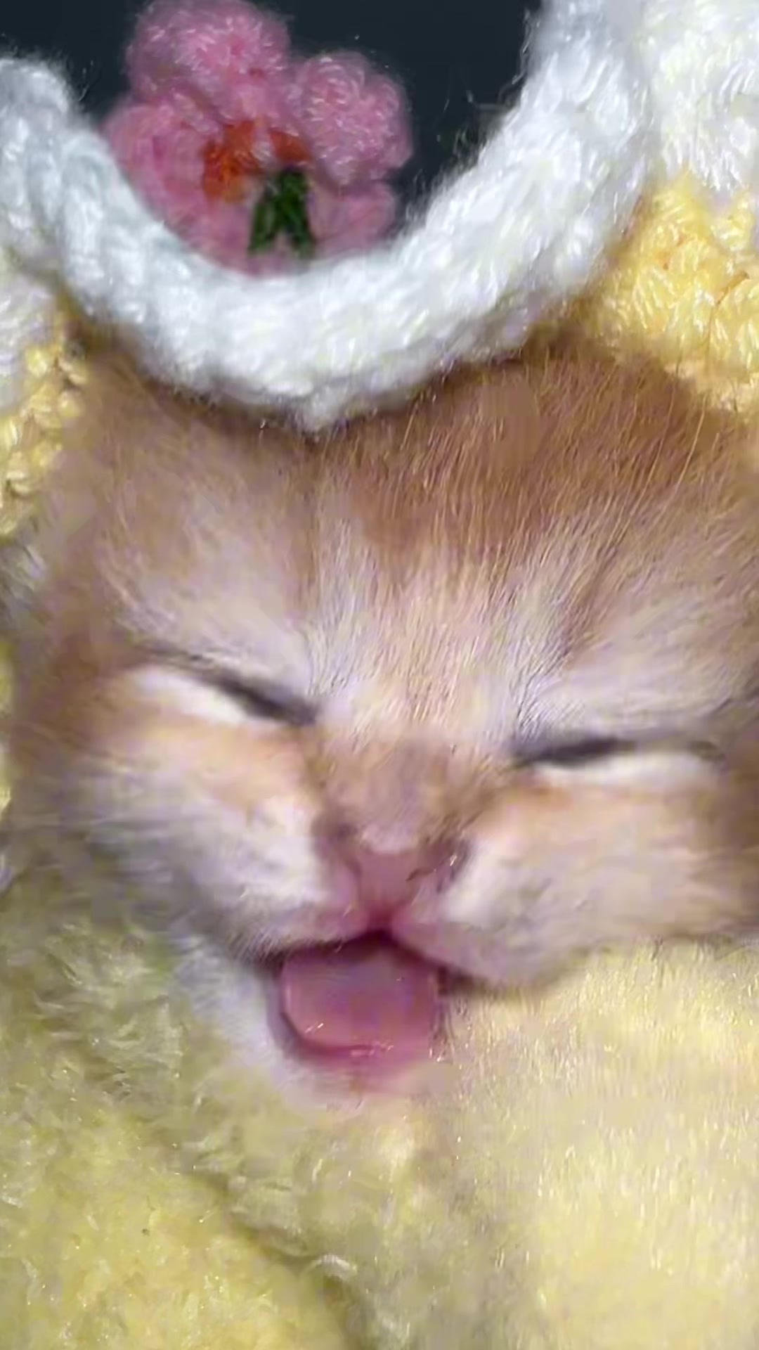 @Soothing Cats😻