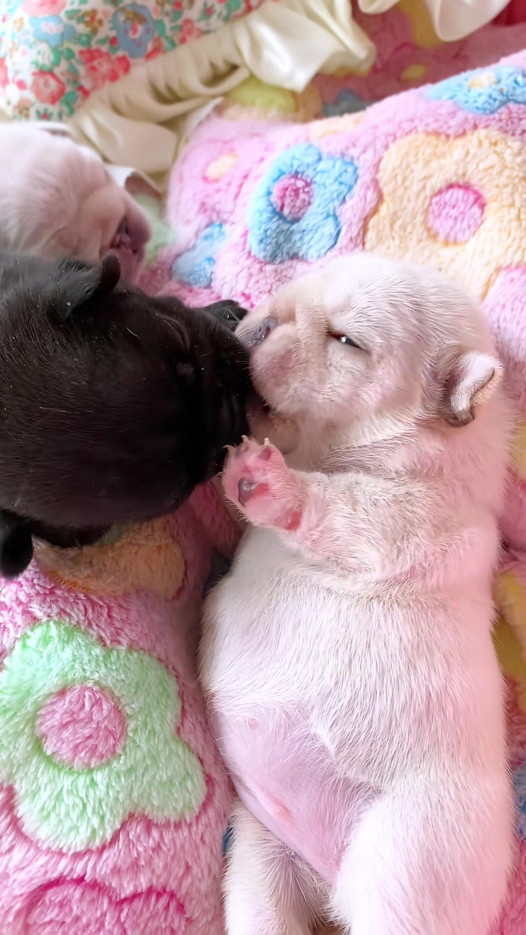@MilkPupDaily