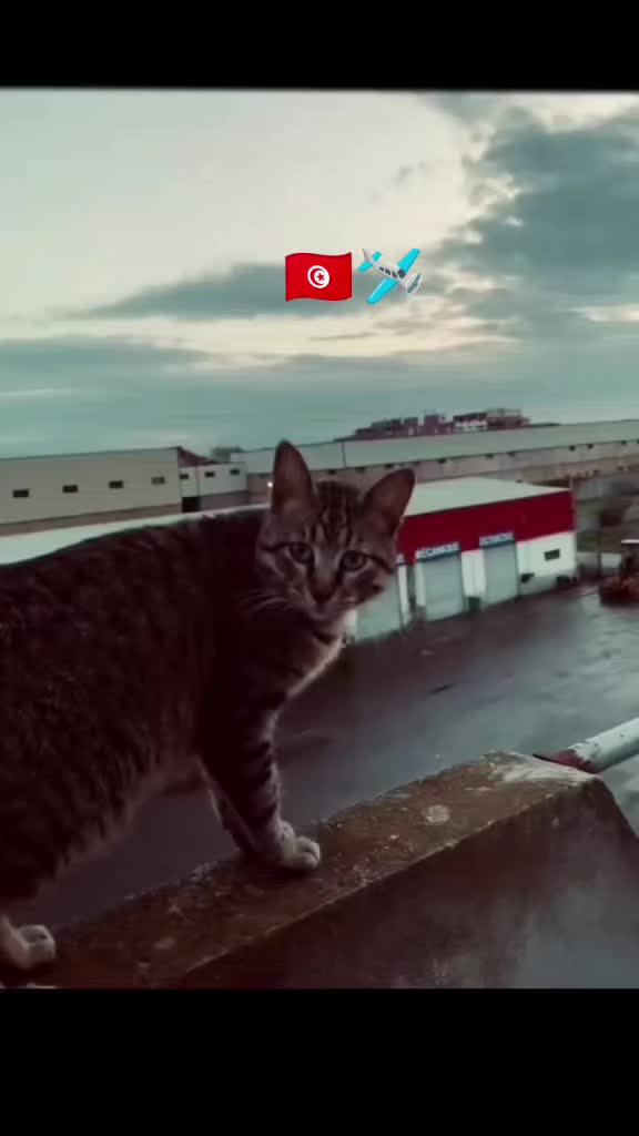 @&Atilde;ymęn__1k16