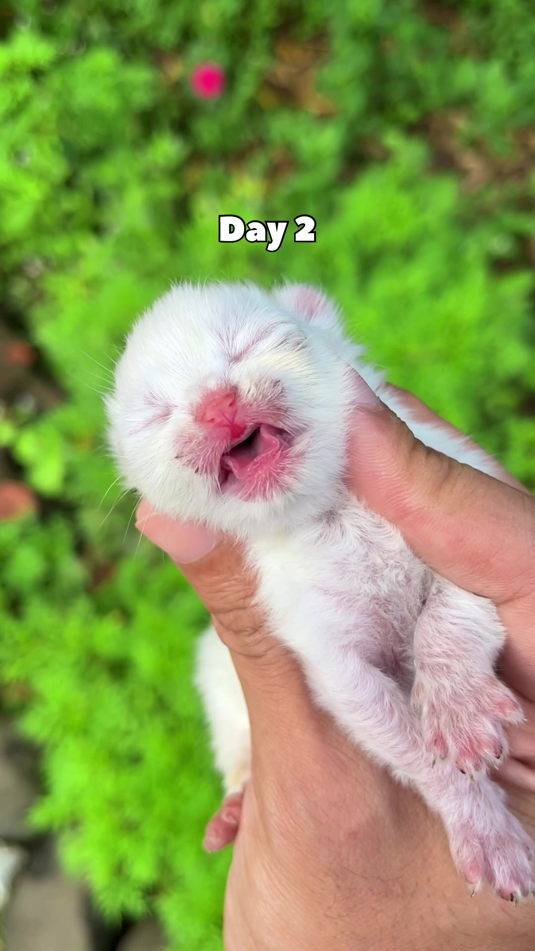 @Republic Of Cat