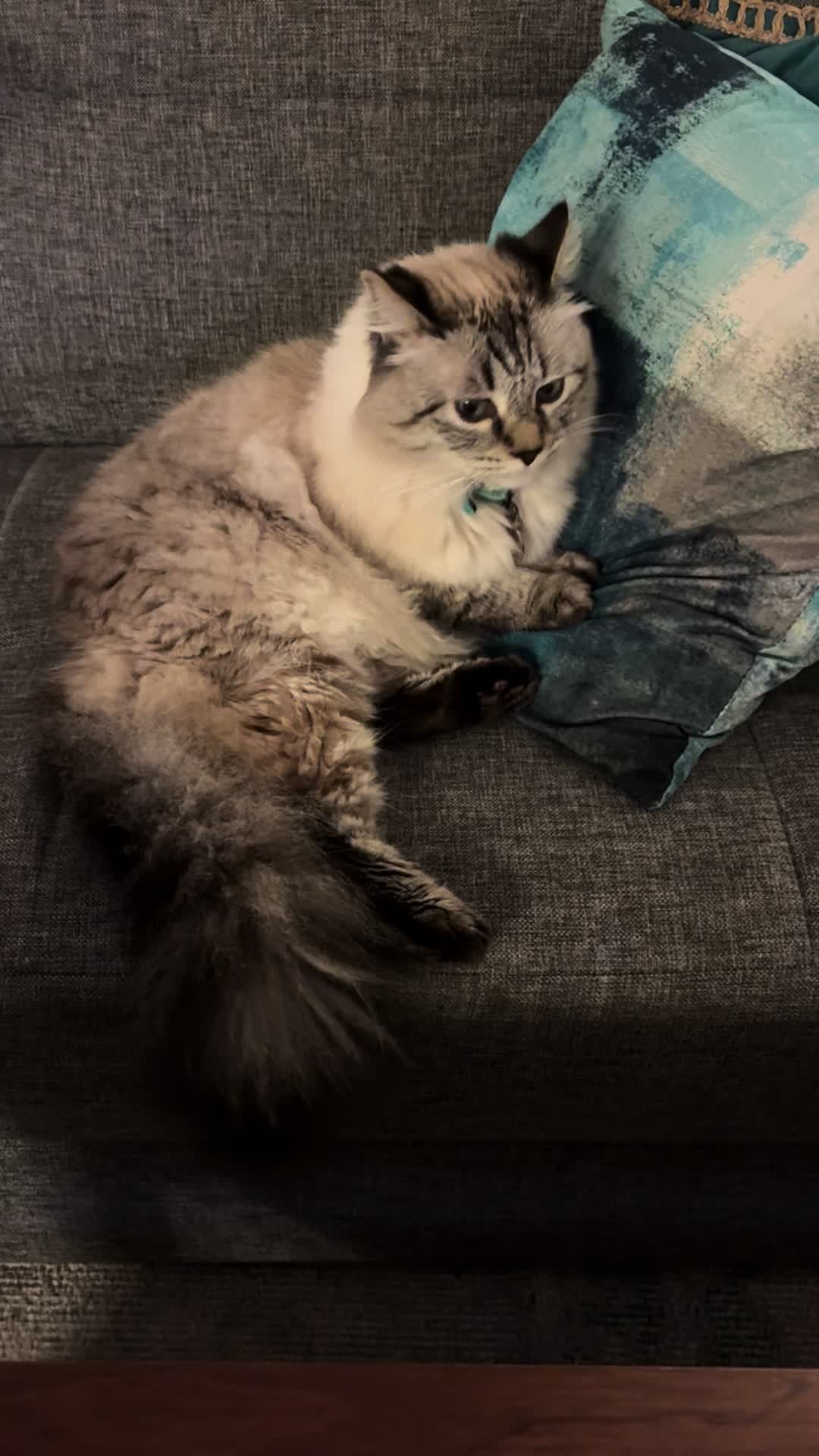 @Brock Meowsnar