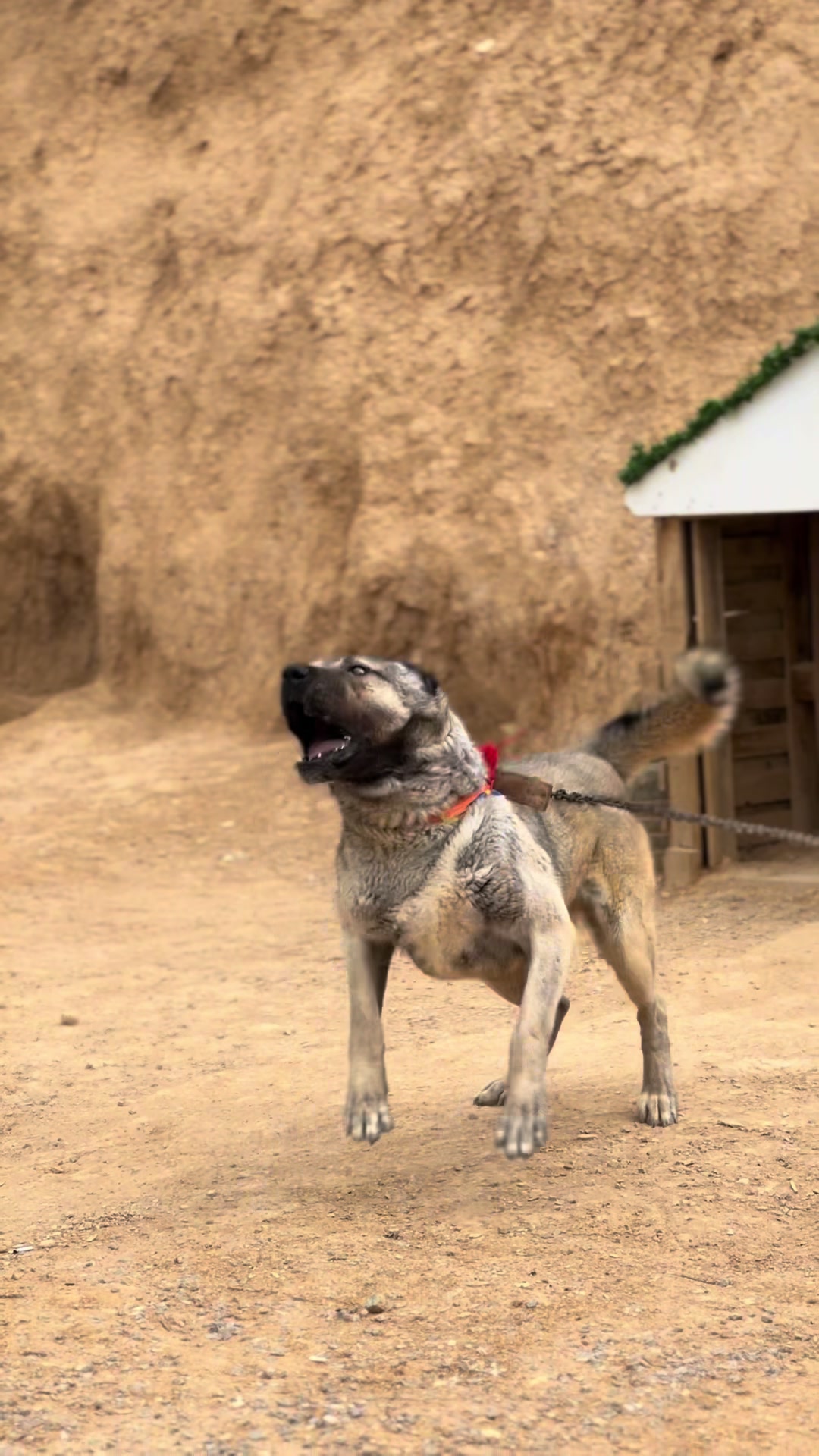 @Gürün.kennels58