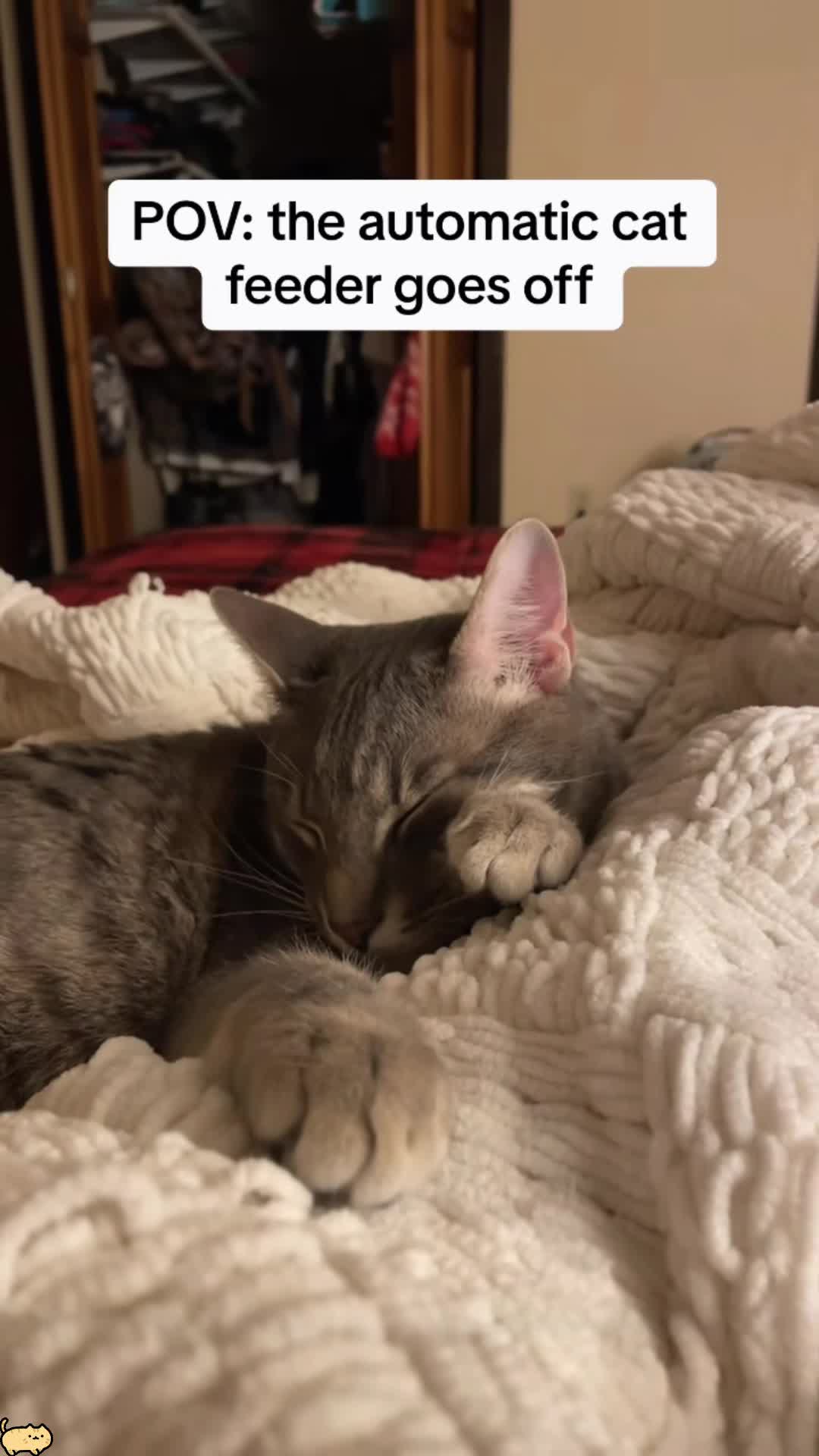 @Funny cat 520