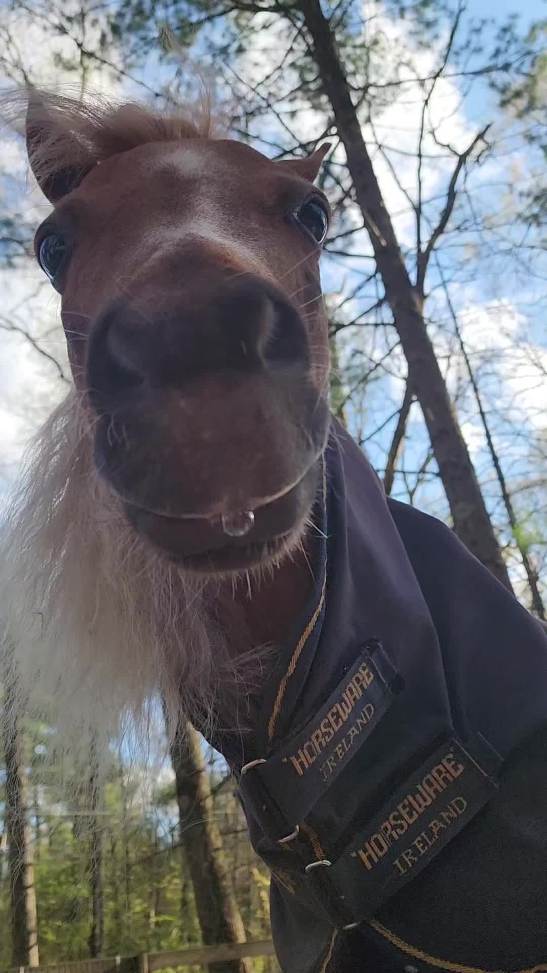 @minihorsemomandtrainer🐴🐴🐴🐴