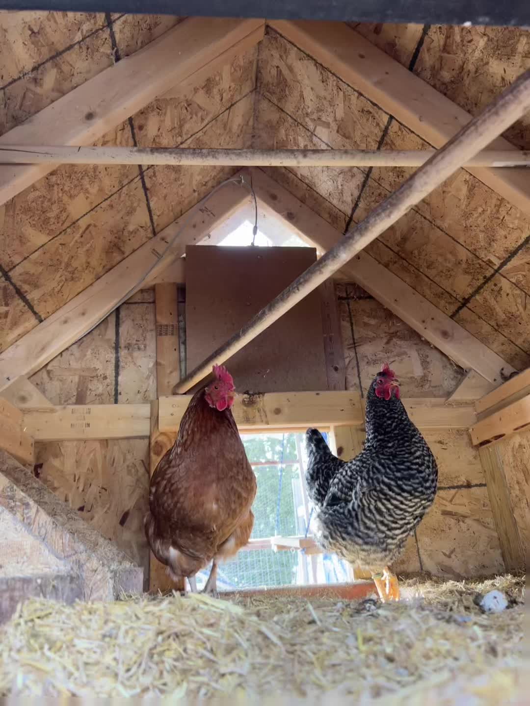 @Timberline Chickens
