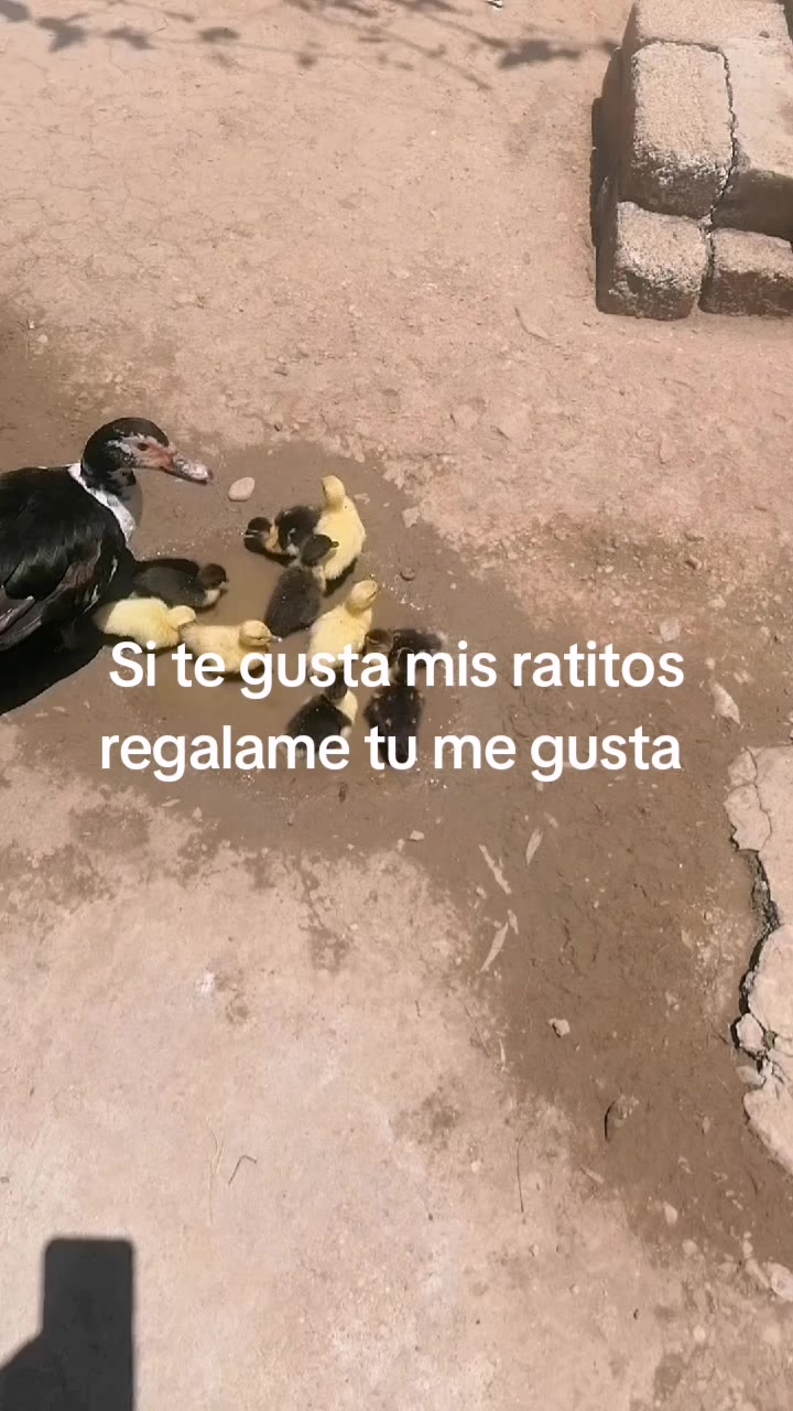 @eliza LM