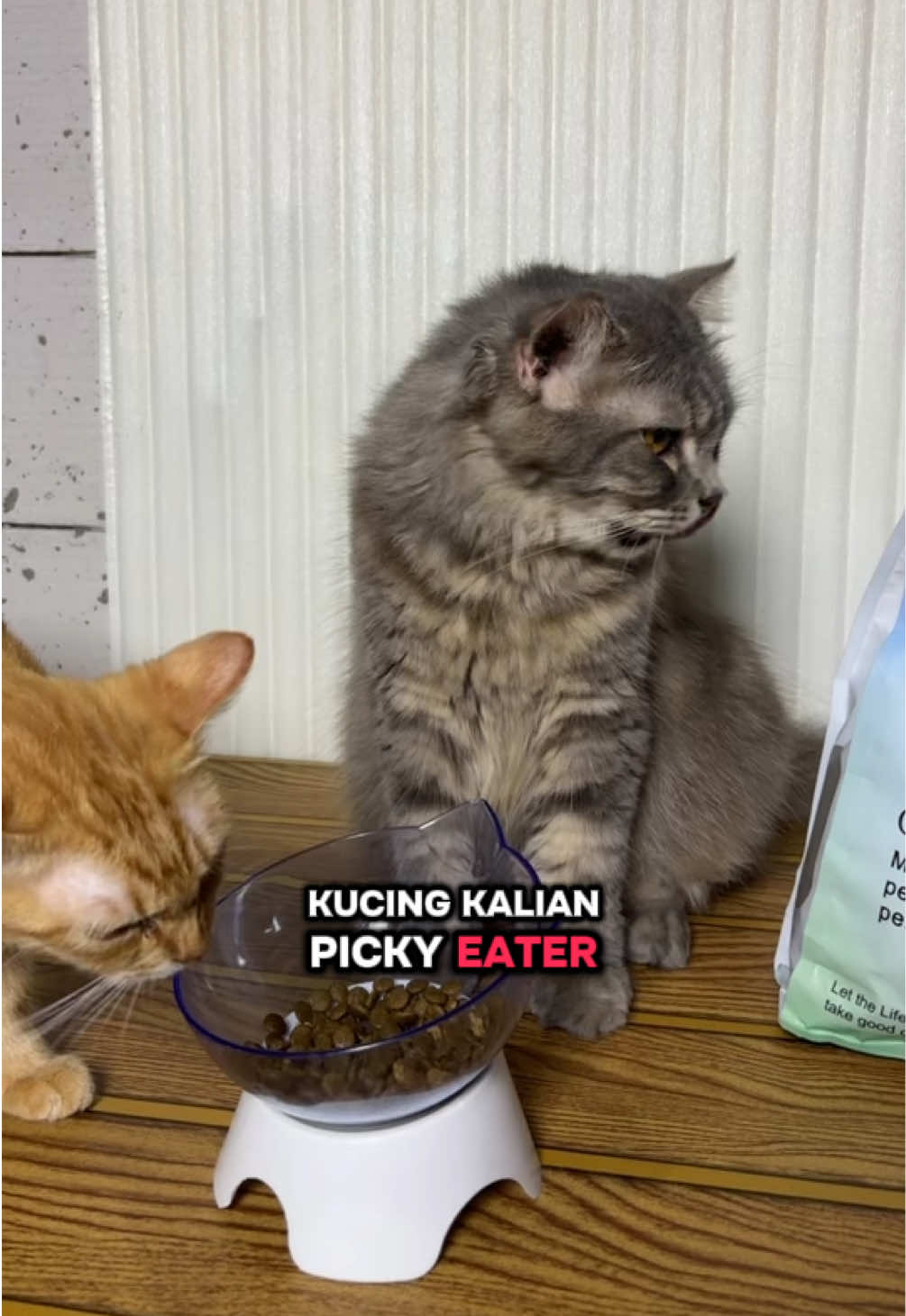 @BUMI ANABUL😺