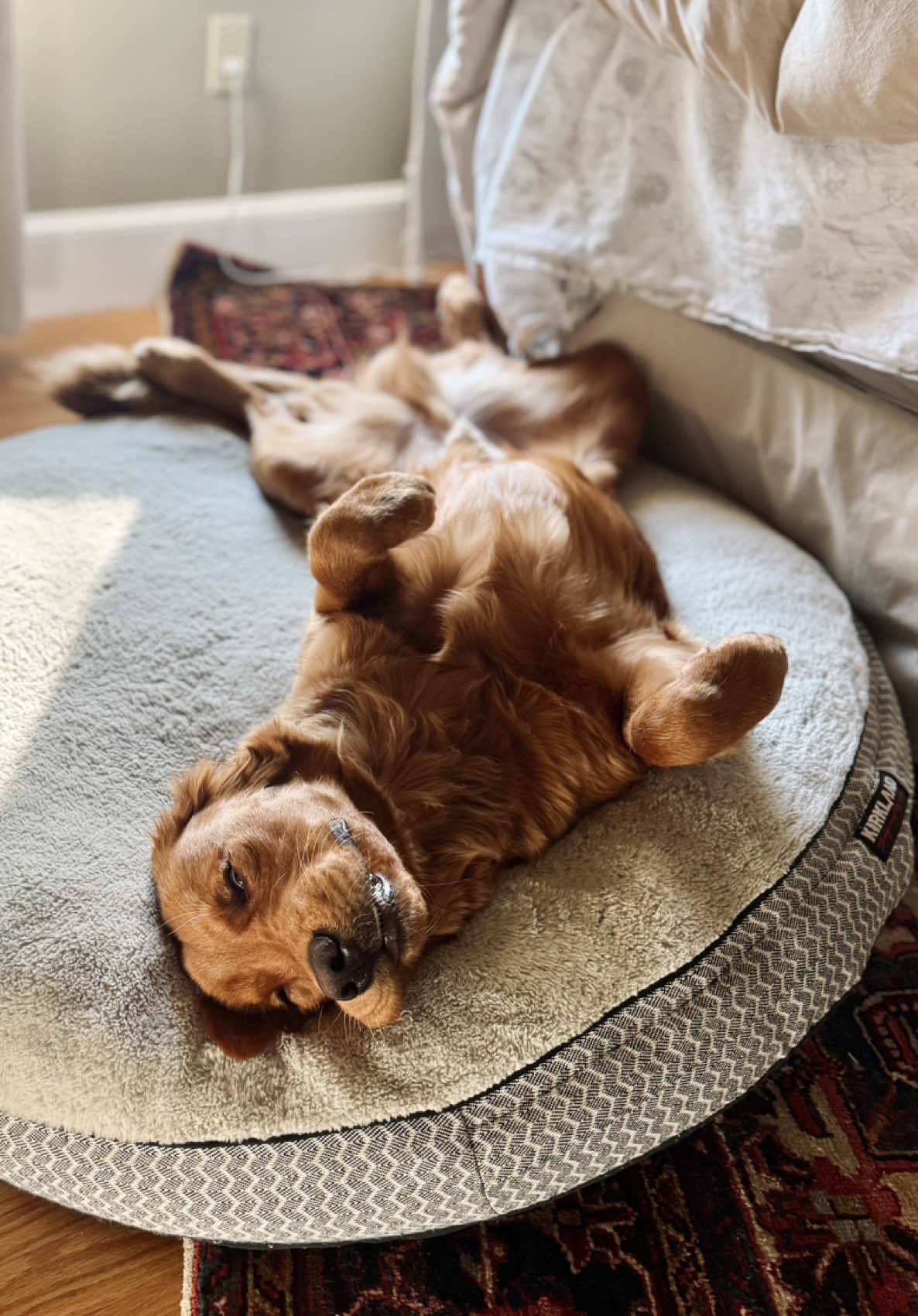 @Rooster The Red Retriever