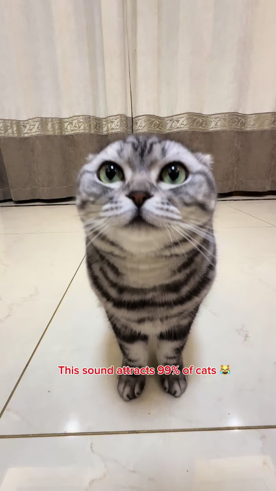 @catmi7