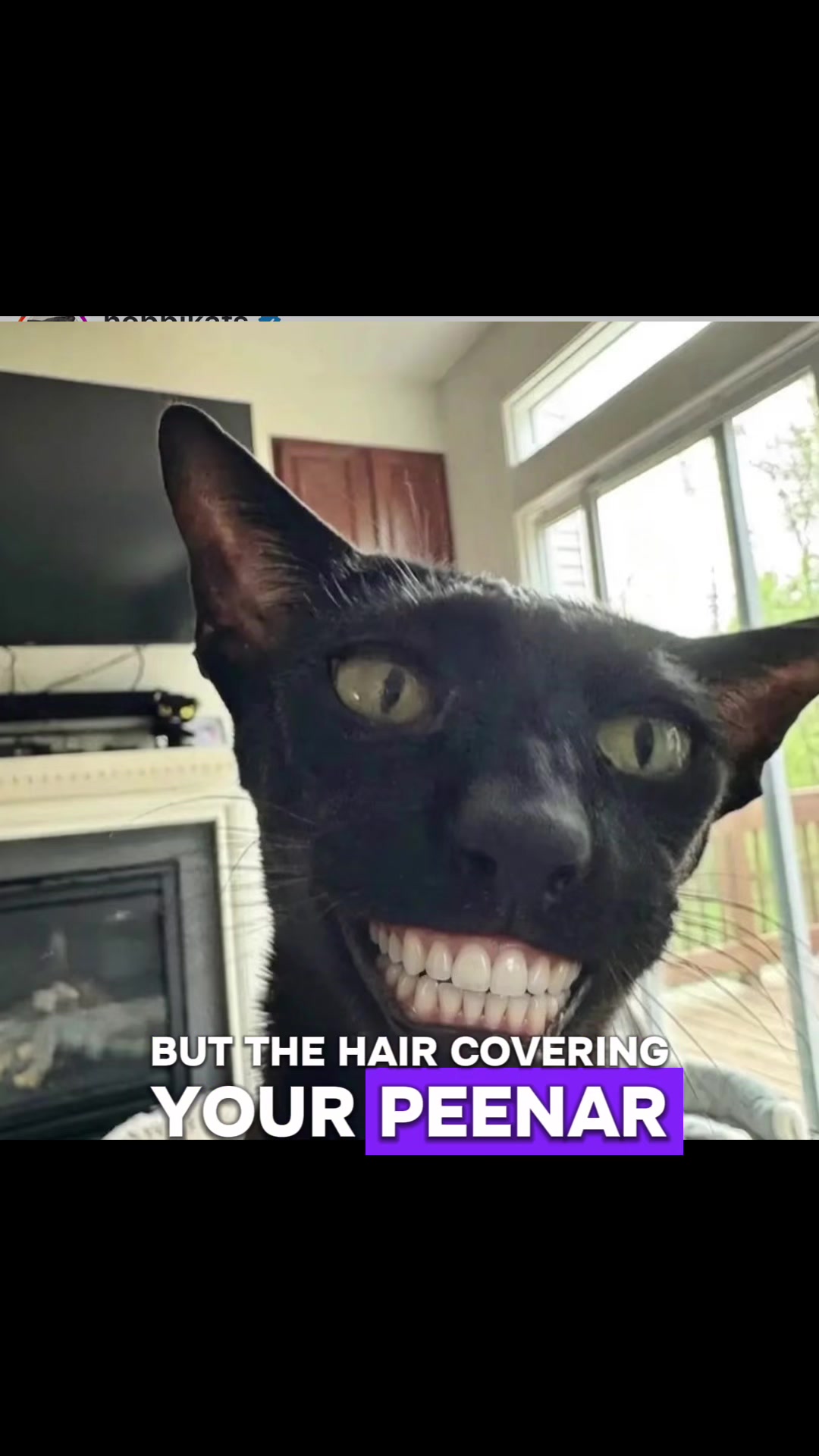 @hobbikats