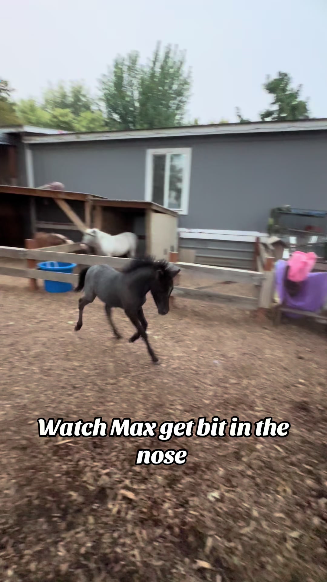 @Hot Sauce the Mini horse 🐎