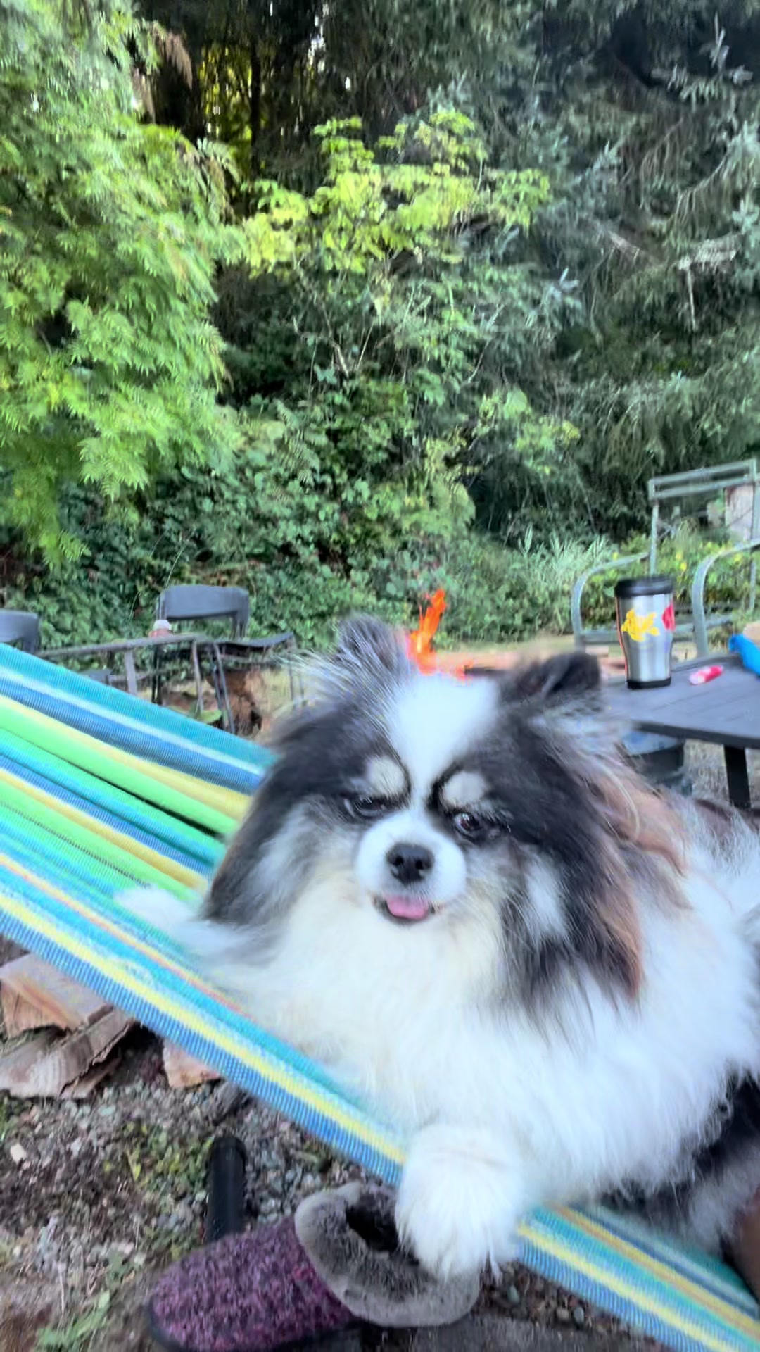 @oregonskyveek