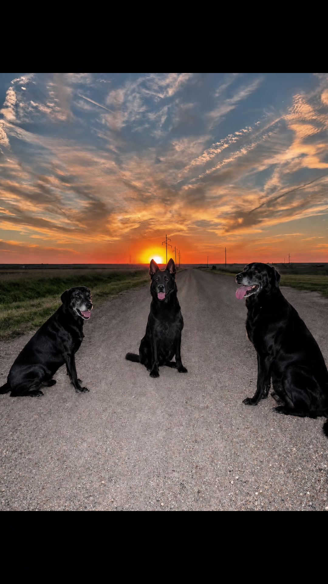 @K9 Dina