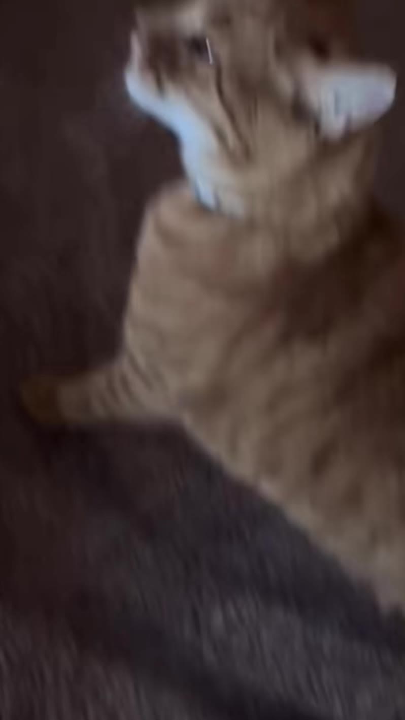 @Meeko