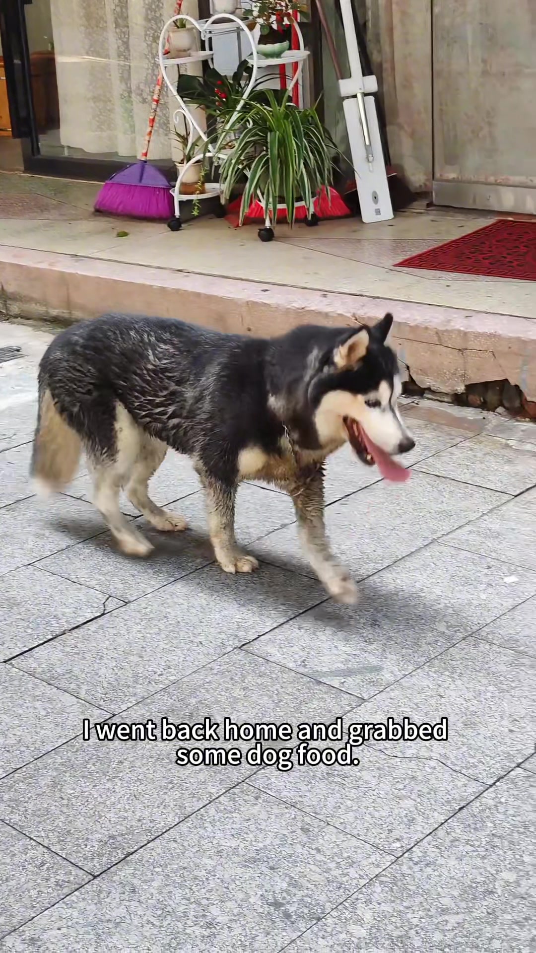 @cutepetfoodie