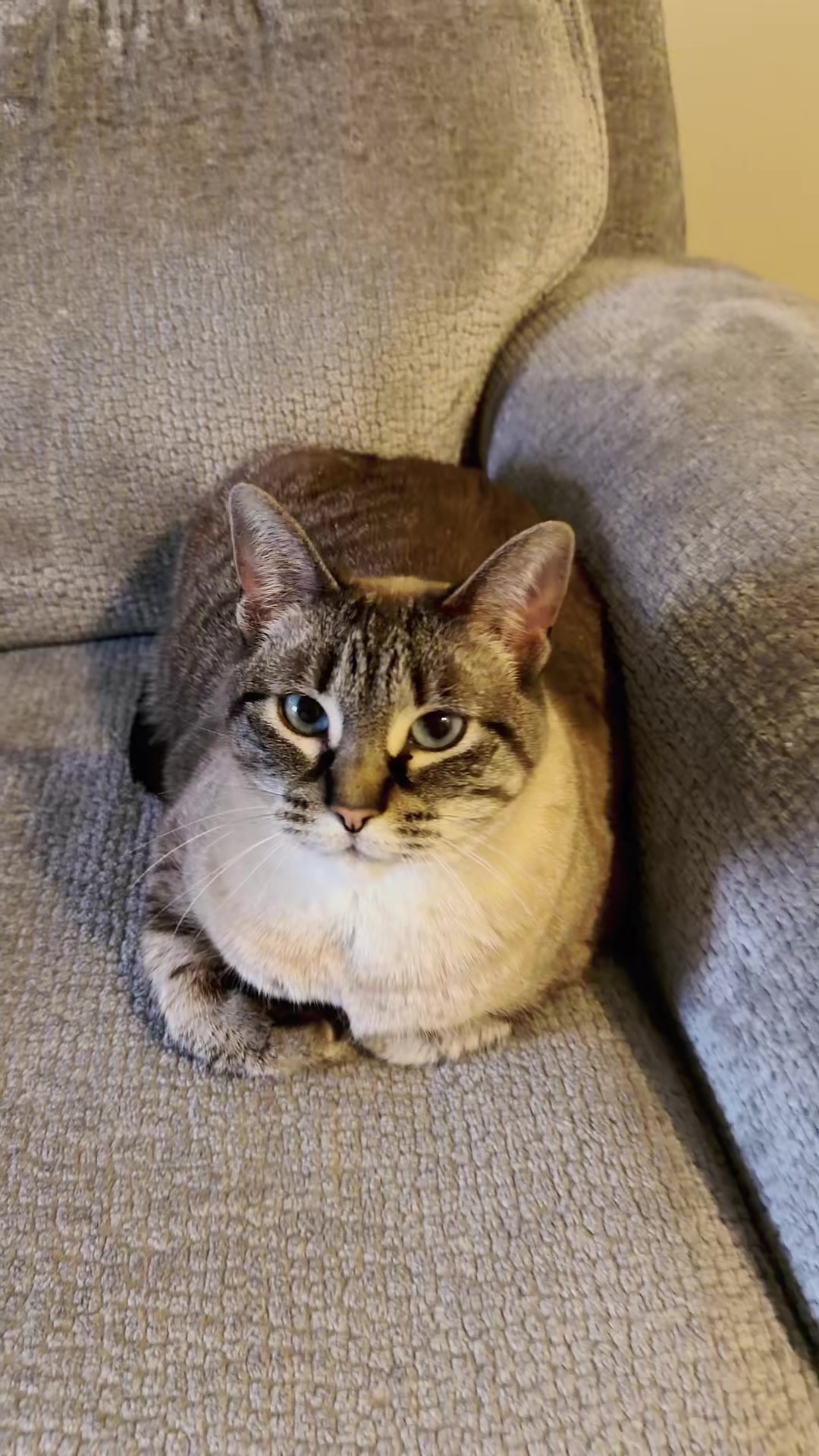 @PepperTheCat