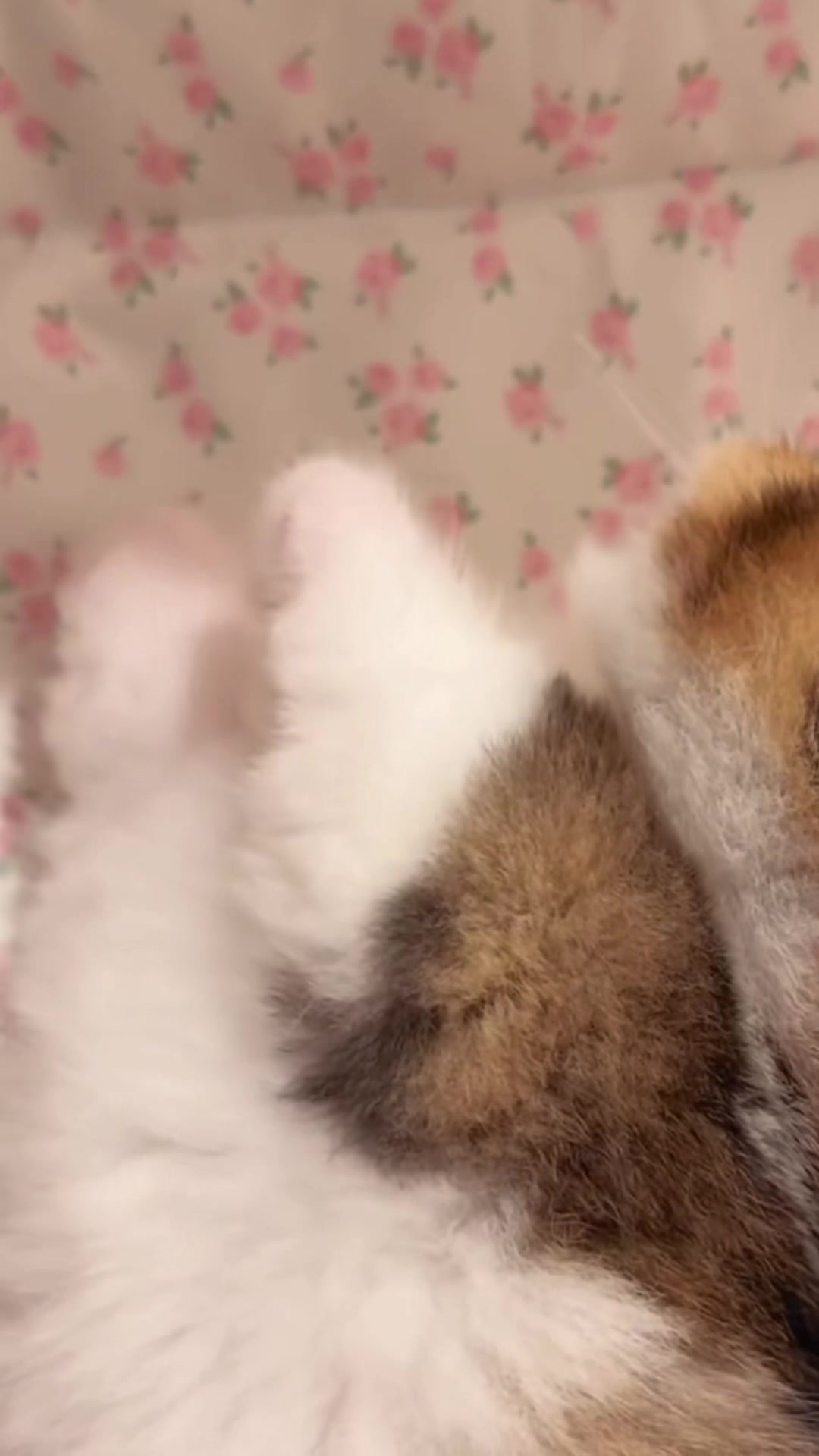 @My Daily Dose of Aww