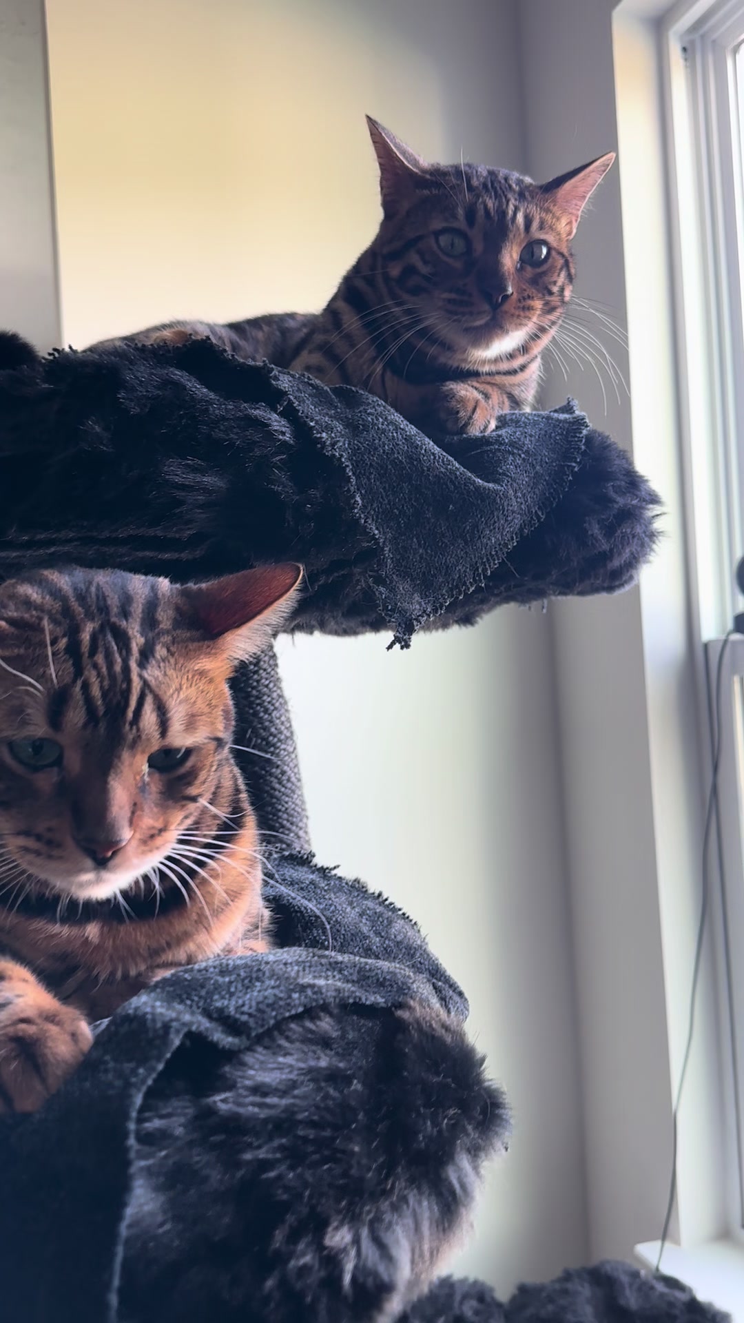 @Tiny Leopard Cats